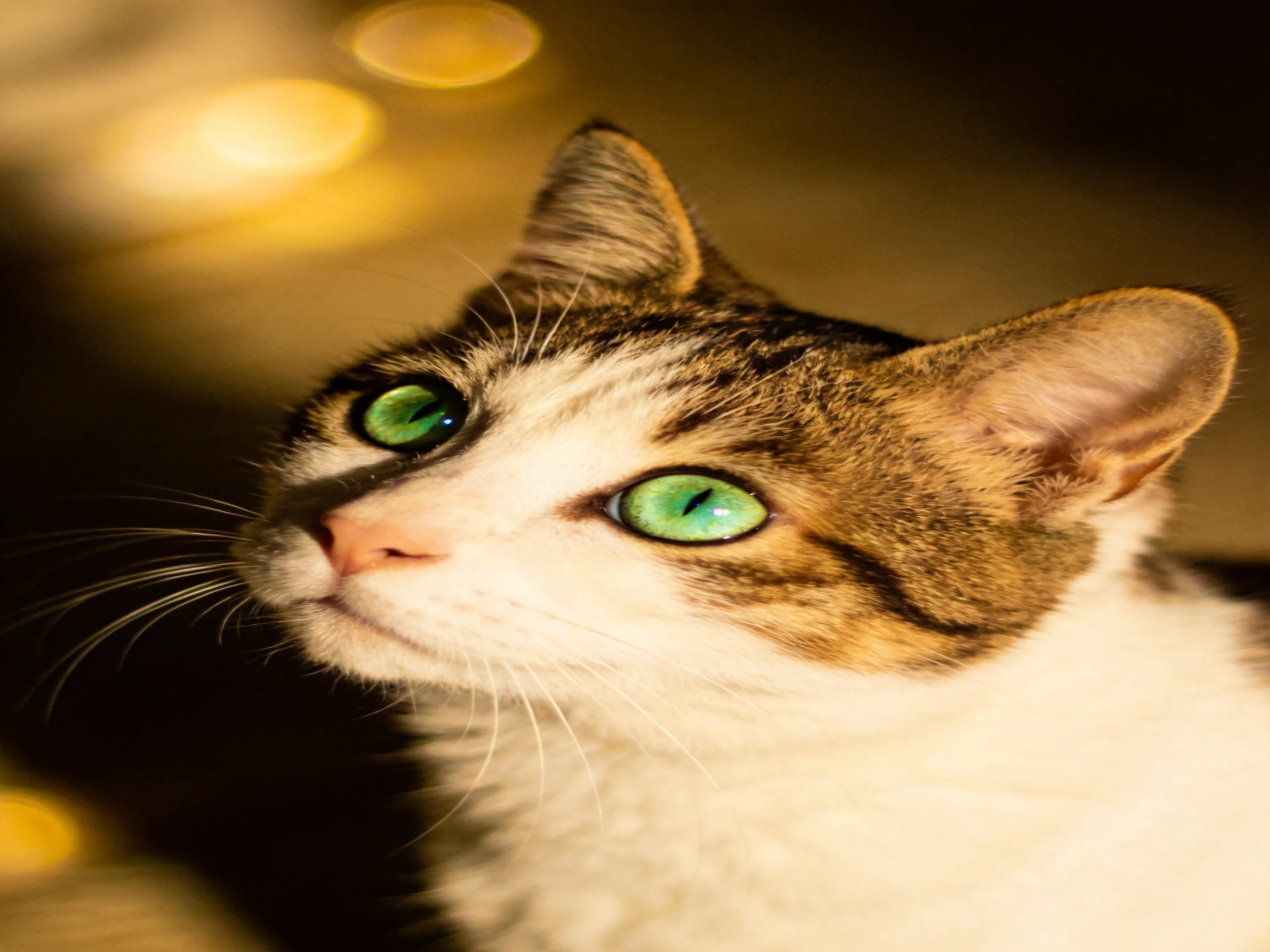A calico cat with bright green eyes is near warm golden bokeh lights