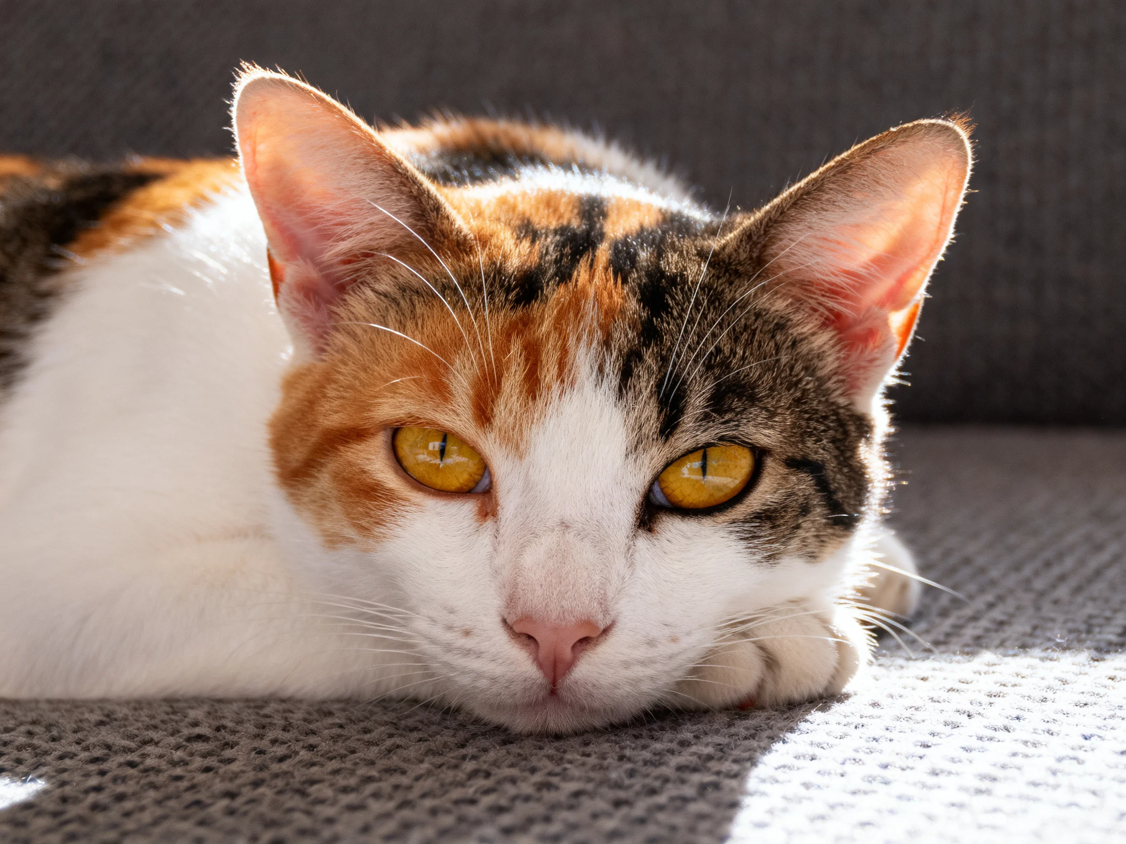 A calico cat with yellow eyes relaxes on a gray couch