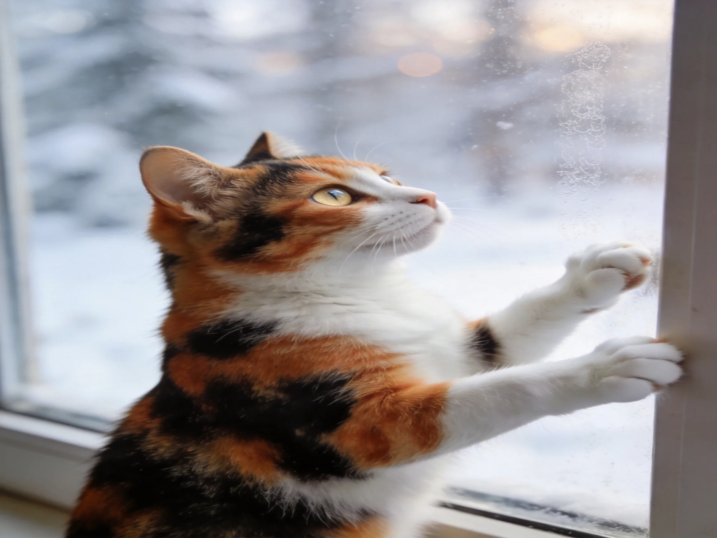 A calico cat presses against a frosted window while viewing a snowy landscape.