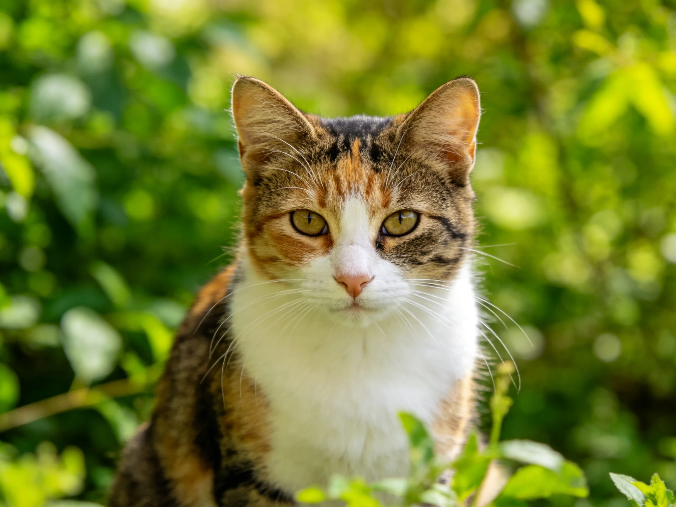 A calico cat is positioned in a sunlit area with green foliage.