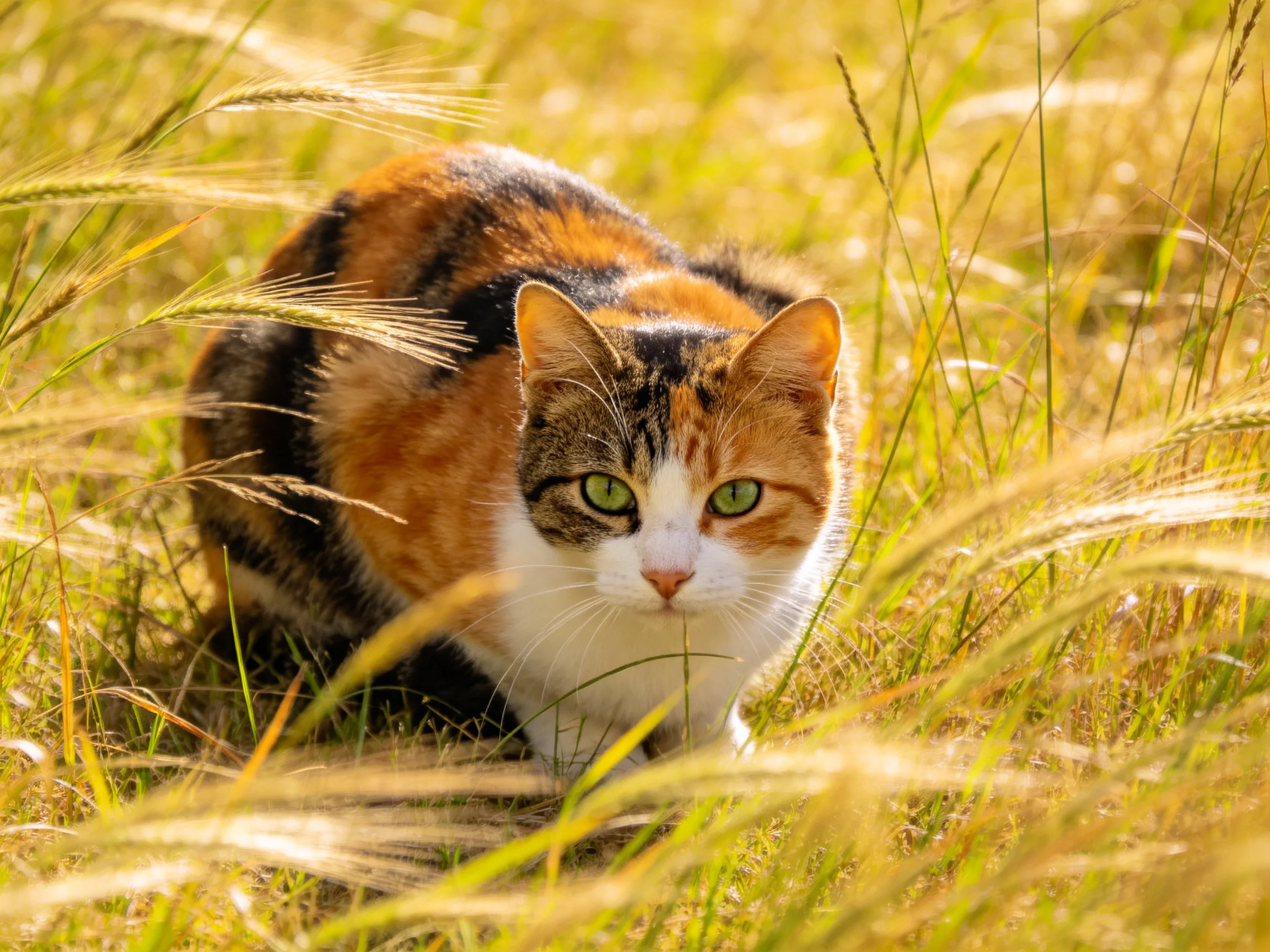 A calico cat with green eyes crouches in golden grassy terrain