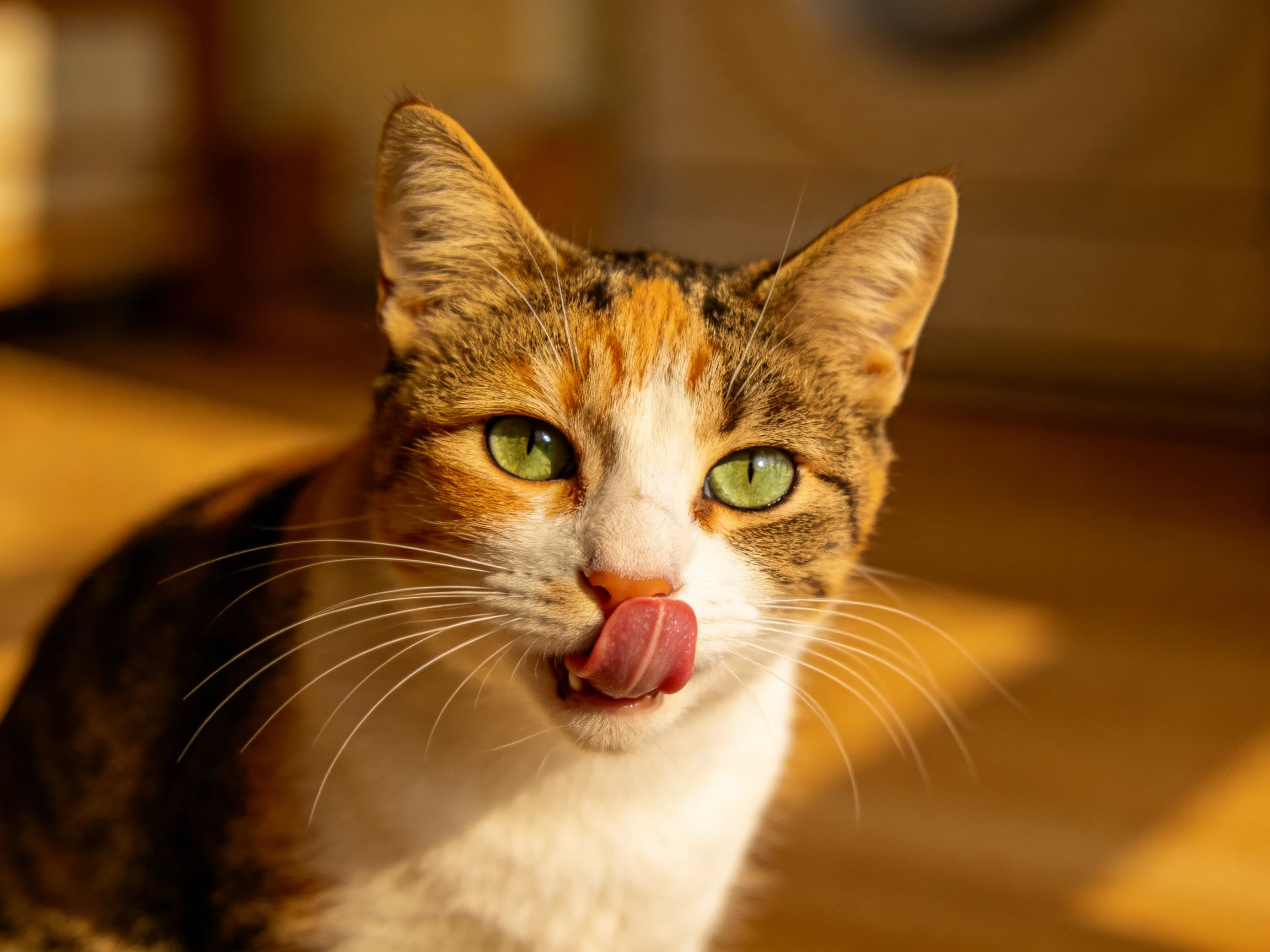 A calico cat with green eyes licks its nose in warm indoor lighting.