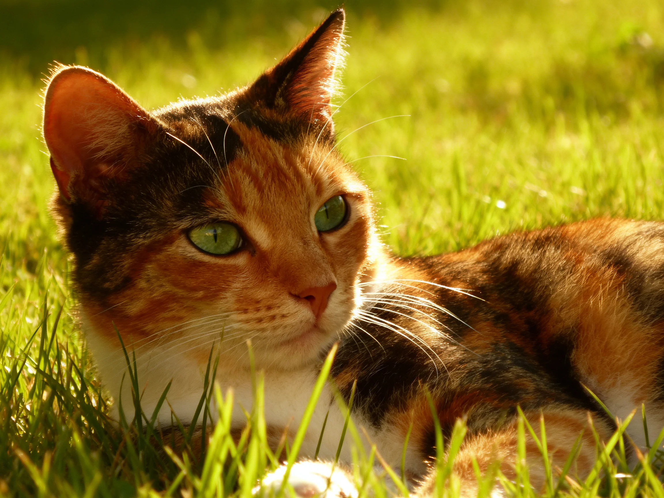 A calico cat with green eyes lies in sun-drenched green grass