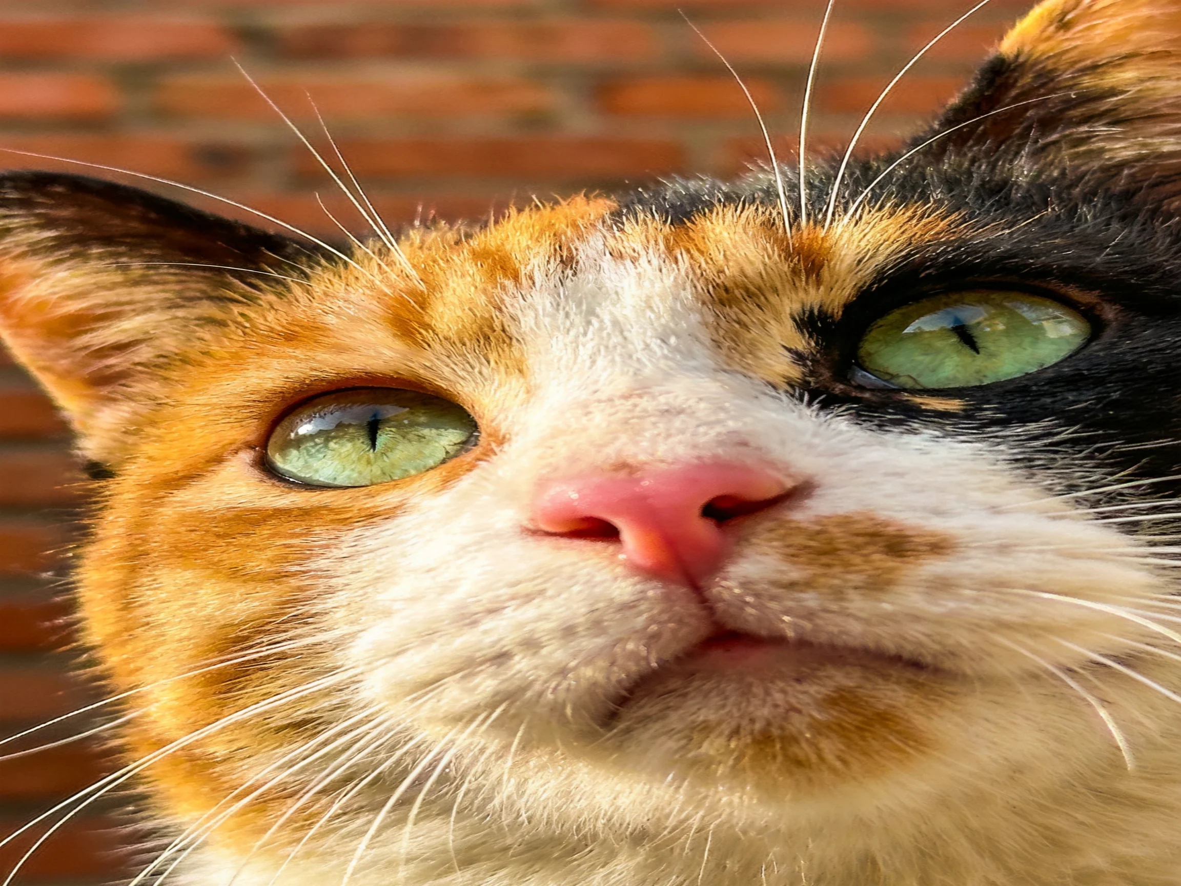 A close-up of a calico cat with green eyes beside a brick wall.