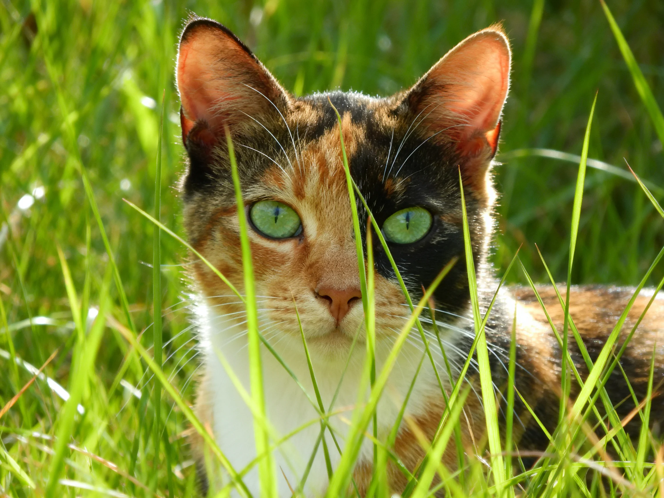 A calico cat with green eyes nestled among tall, vibrant green grass