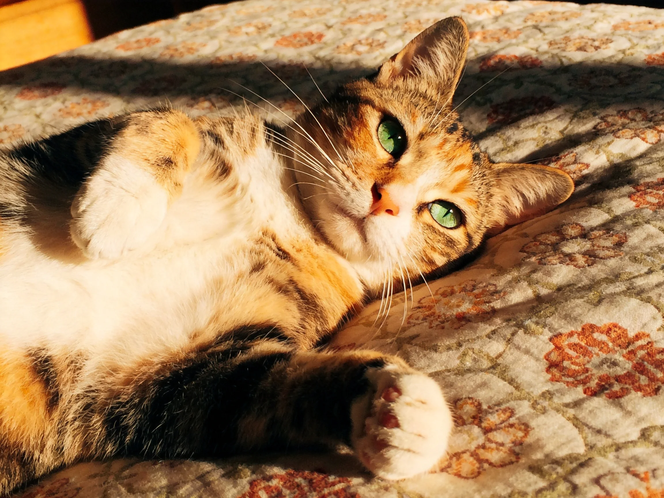 A calico cat with green eyes relaxes on a floral-patterned fabric in sunlight.