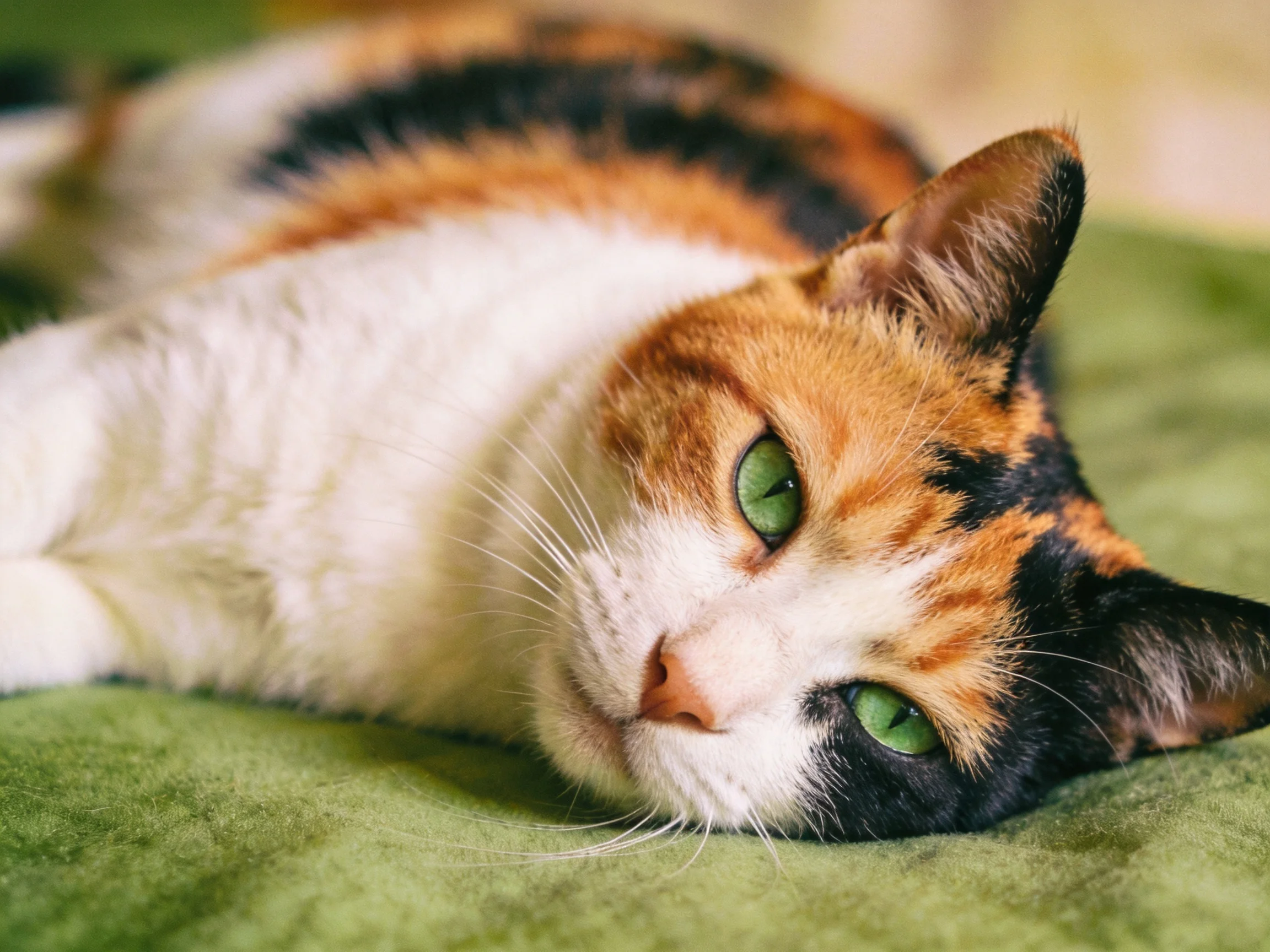 A calico cat with green eyes relaxes on a green fabric.