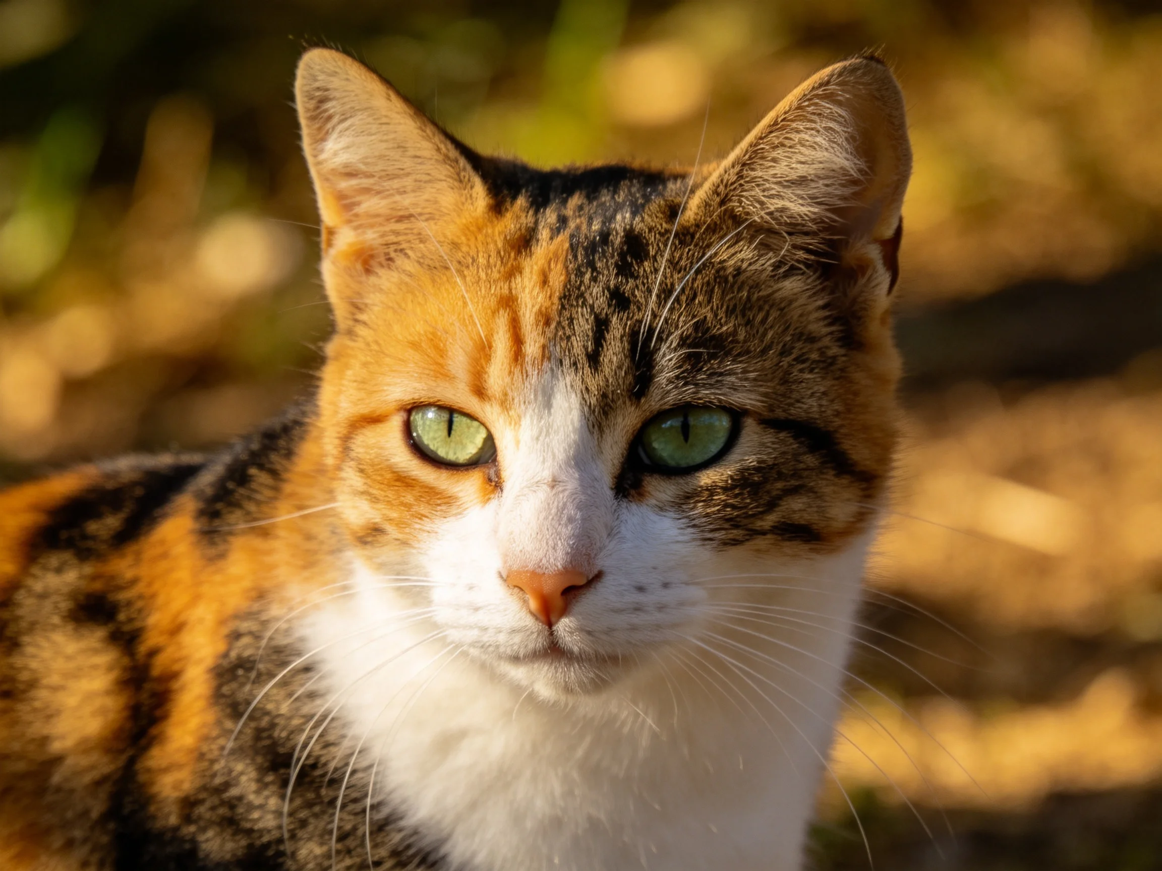 A calico cat with green eyes sits in a sunlit outdoor setting