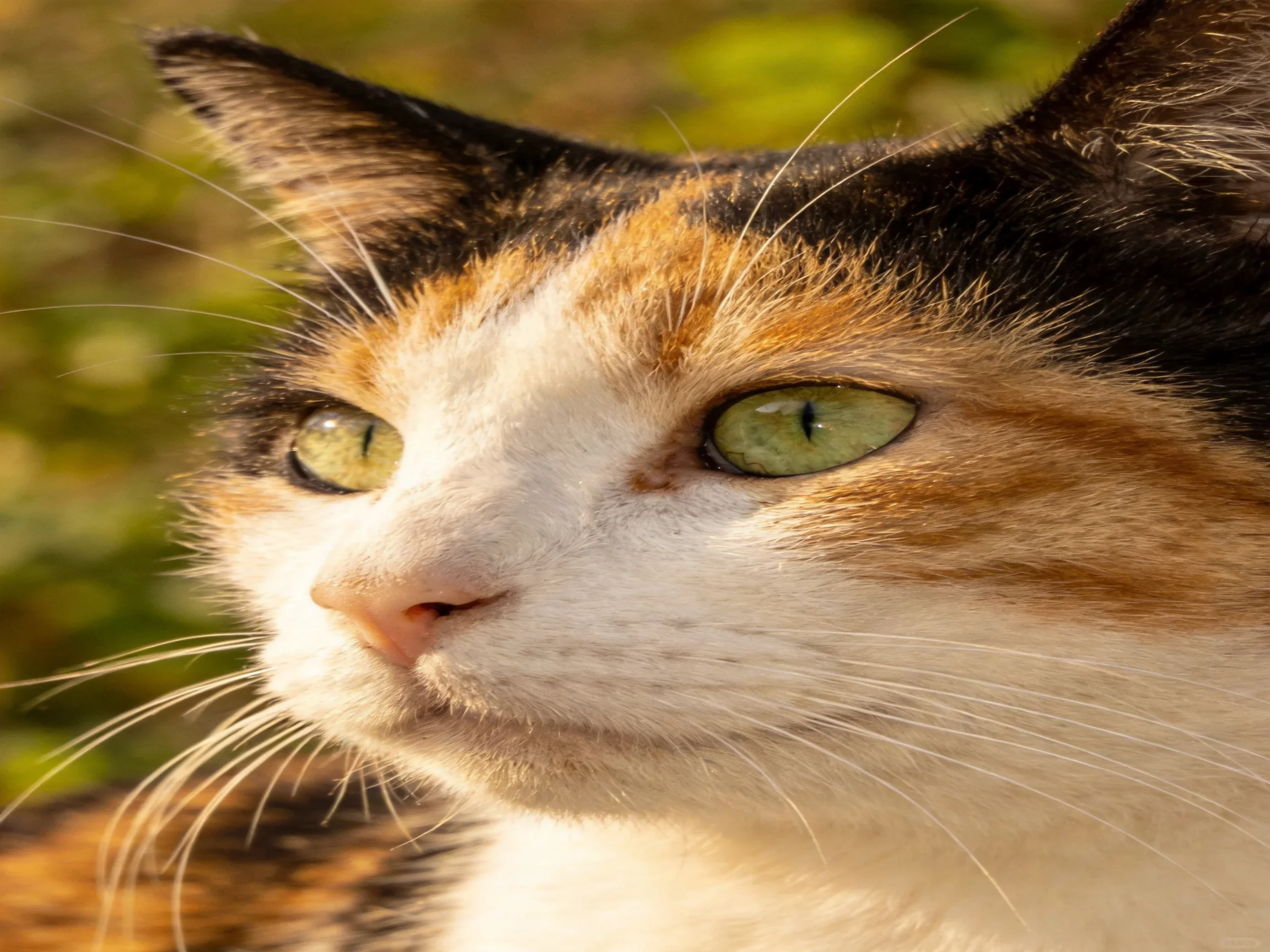 A calico cat with green eyes is shown in an outdoor setting with a blurred green background.