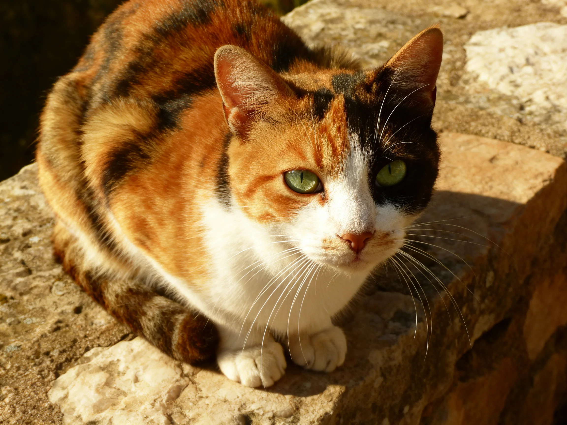 A calico cat rests on aged stone in bright sunlight.