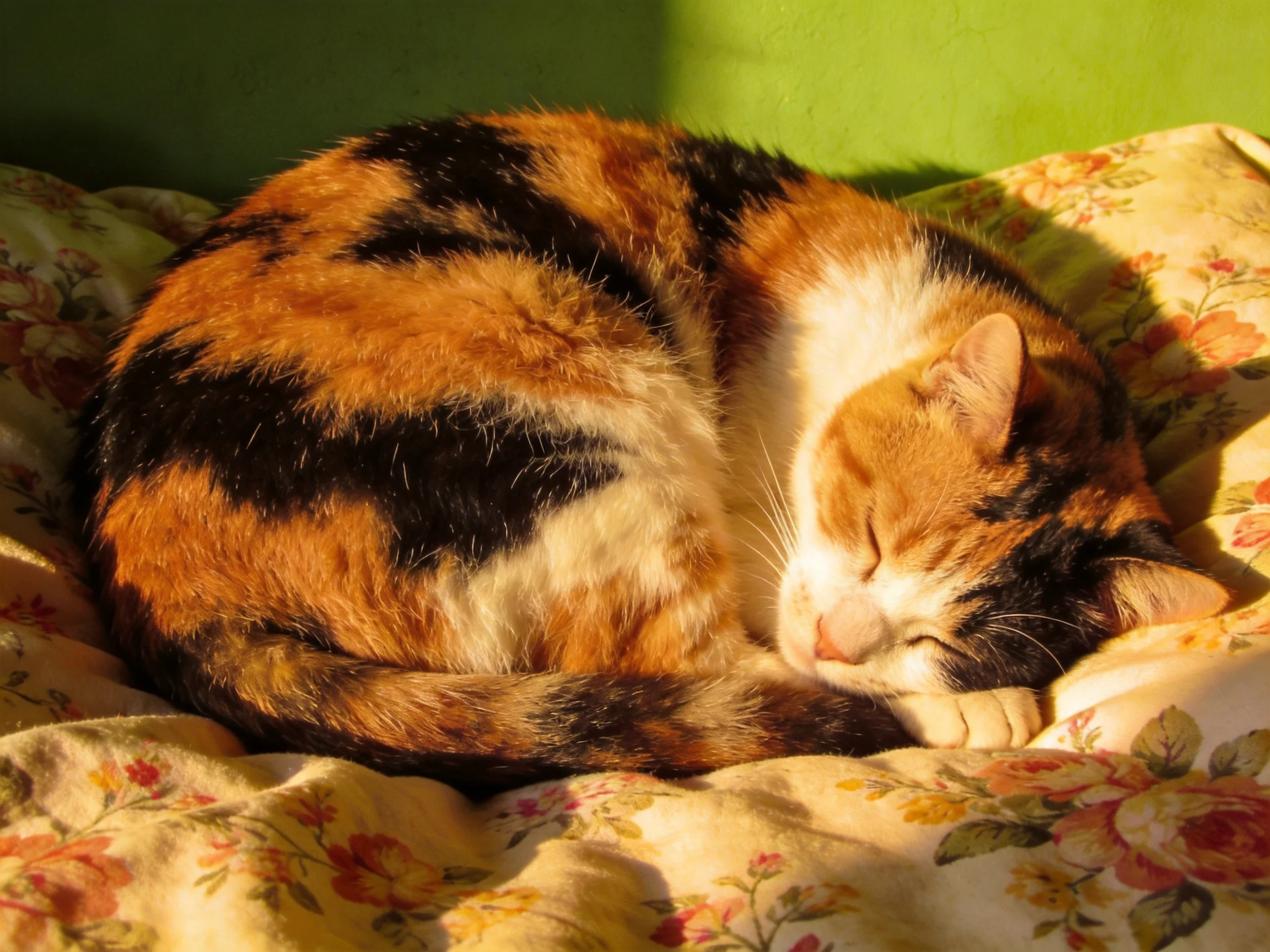 A calico cat rests on a floral bedspread in warm sunlight.