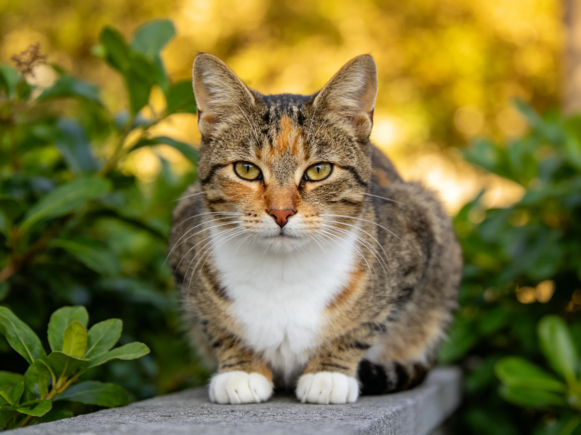 A calico cat with white chest sits near green foliage on a stone ledge