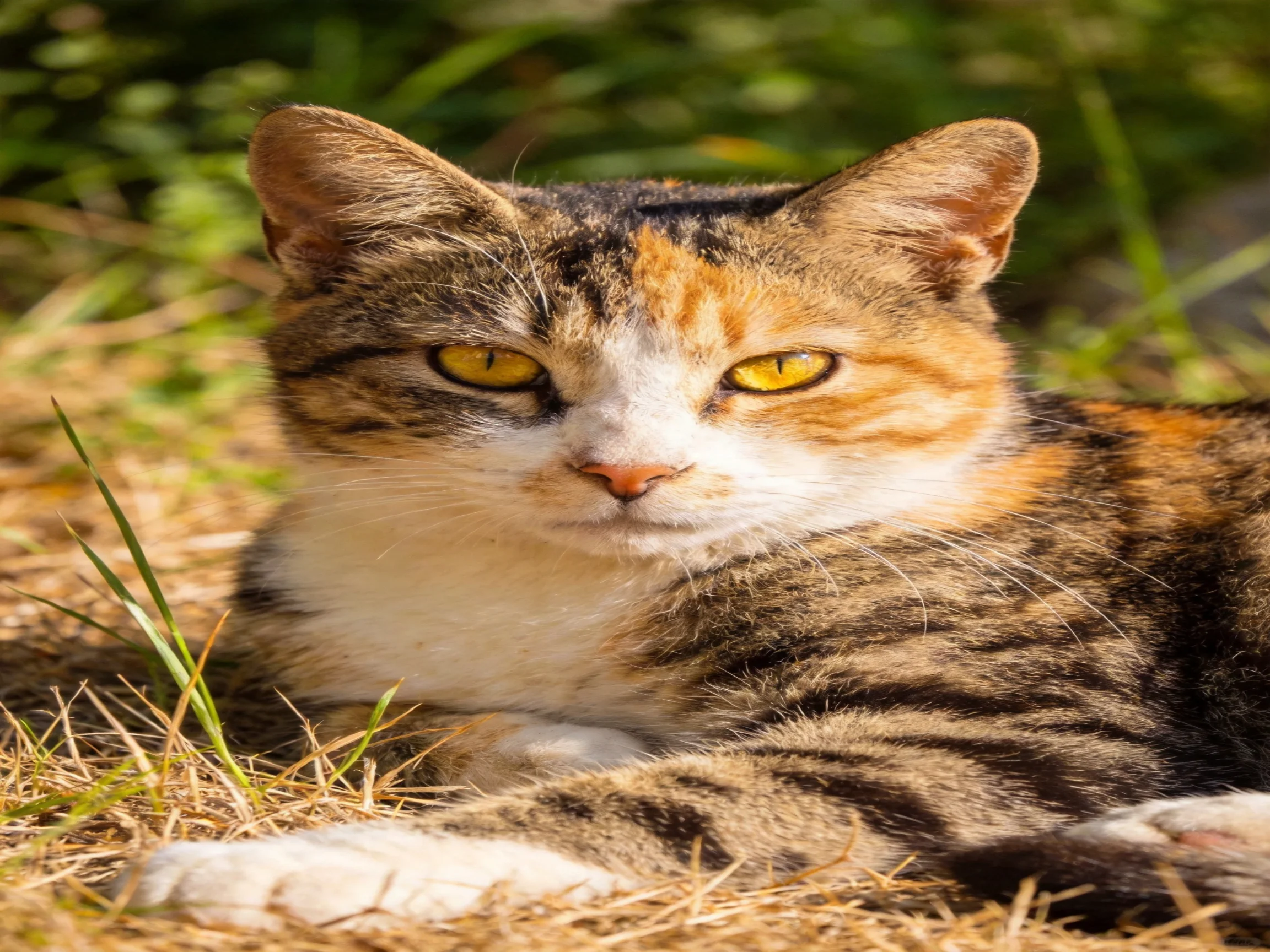 A calico cat with yellow eyes relaxes on dry grass in a sunlit outdoor setting.