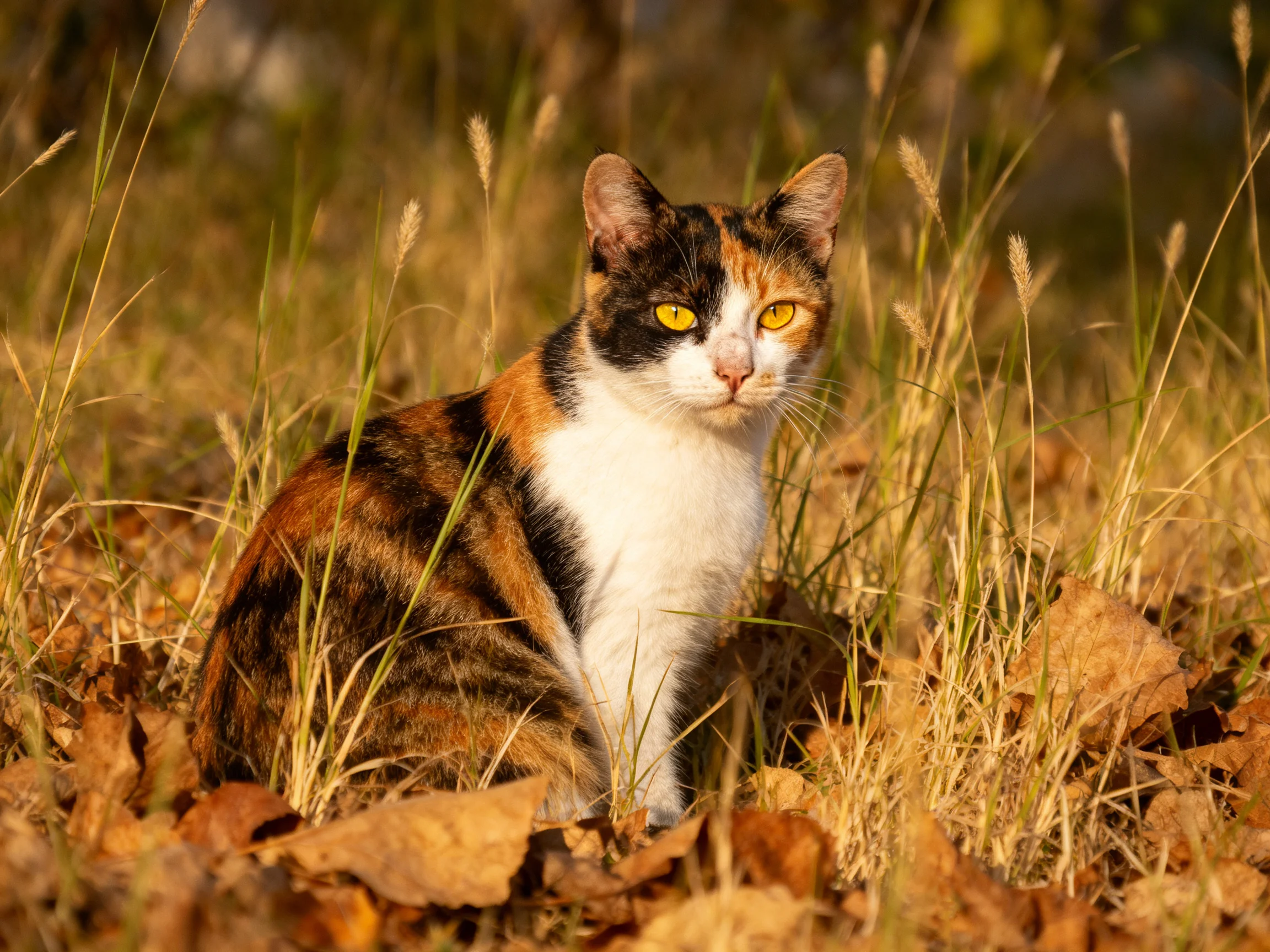 A calico cat with yellow eyes sits in a field of golden grass and fallen leaves.
