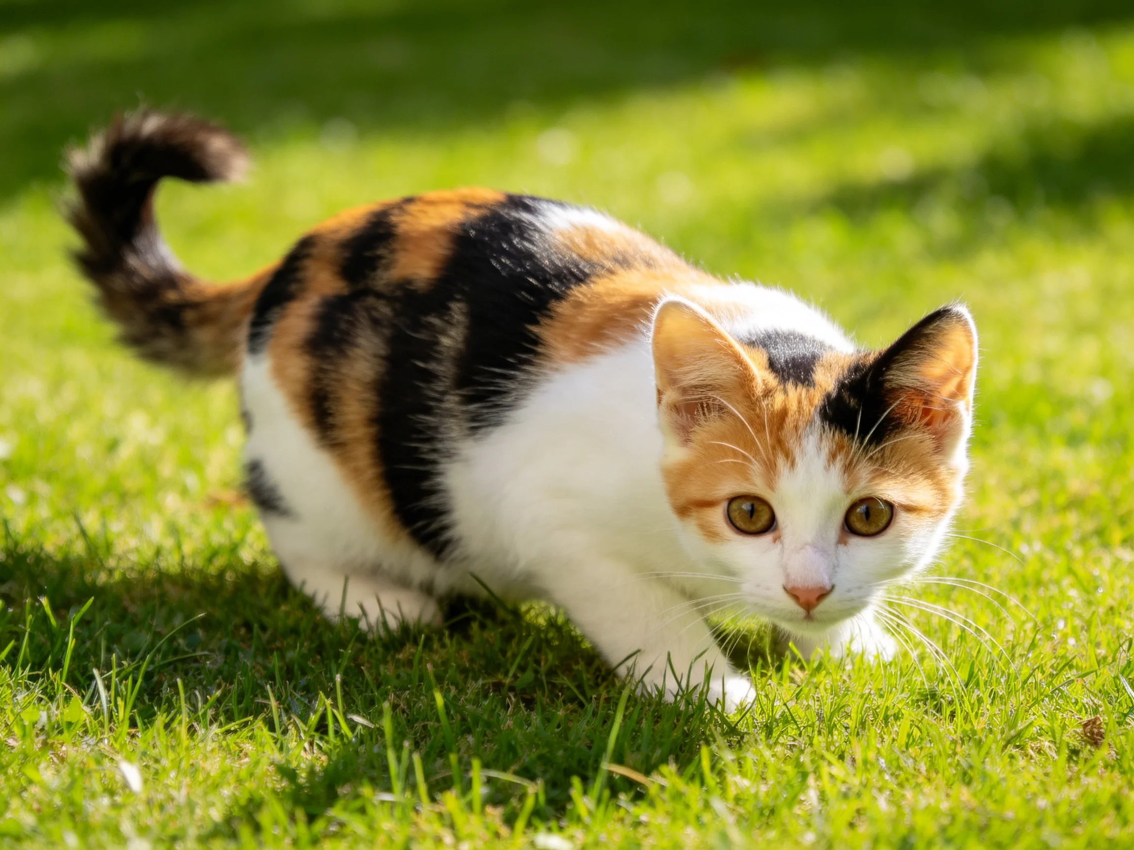 A calico kitten explores lush green grass under sunny light
