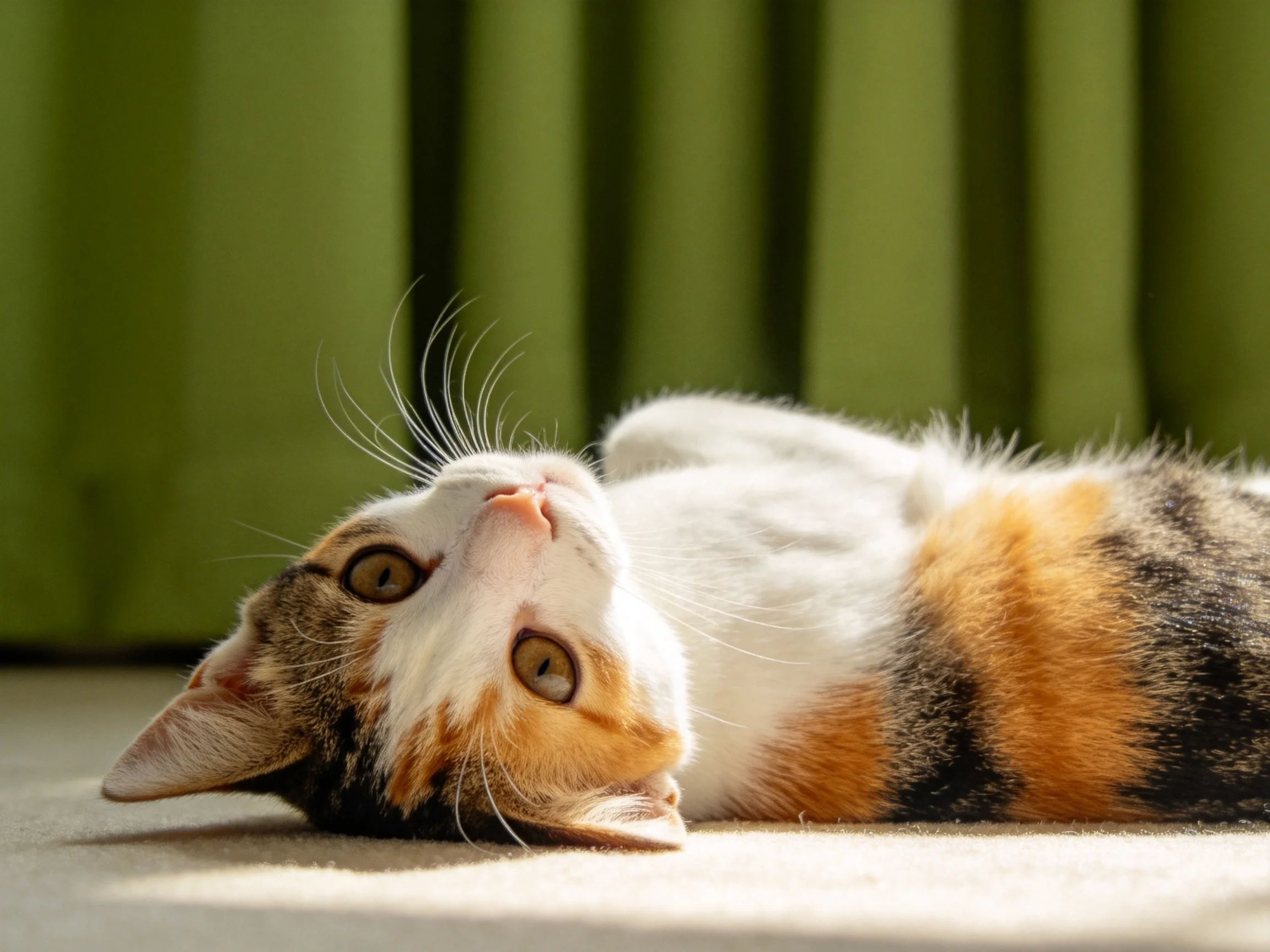 A calico kitten relaxes on a sunlit surface with green curtains