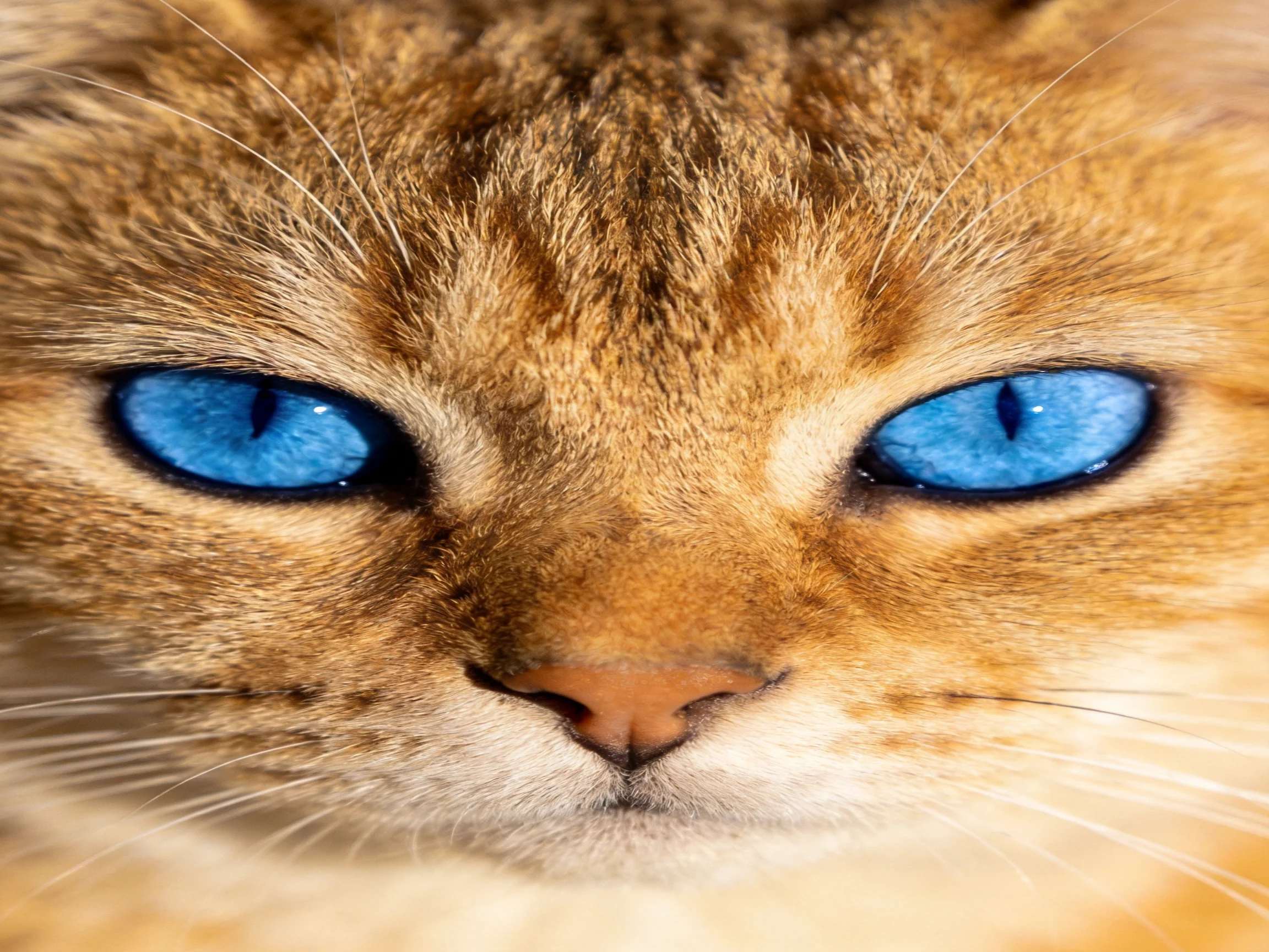A cat with bright blue eyes is shown in a close-up photograph.