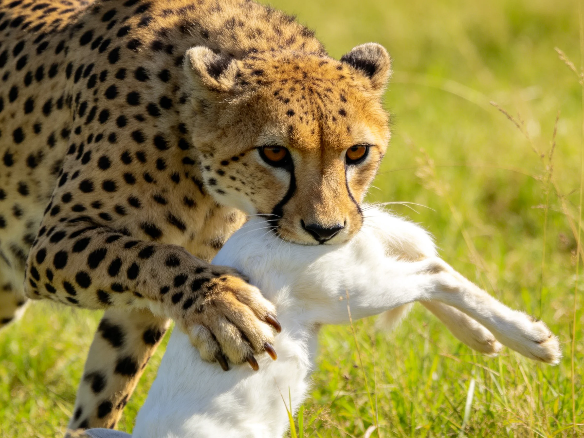 A cheetah carrying a white prey animal in a grassy field