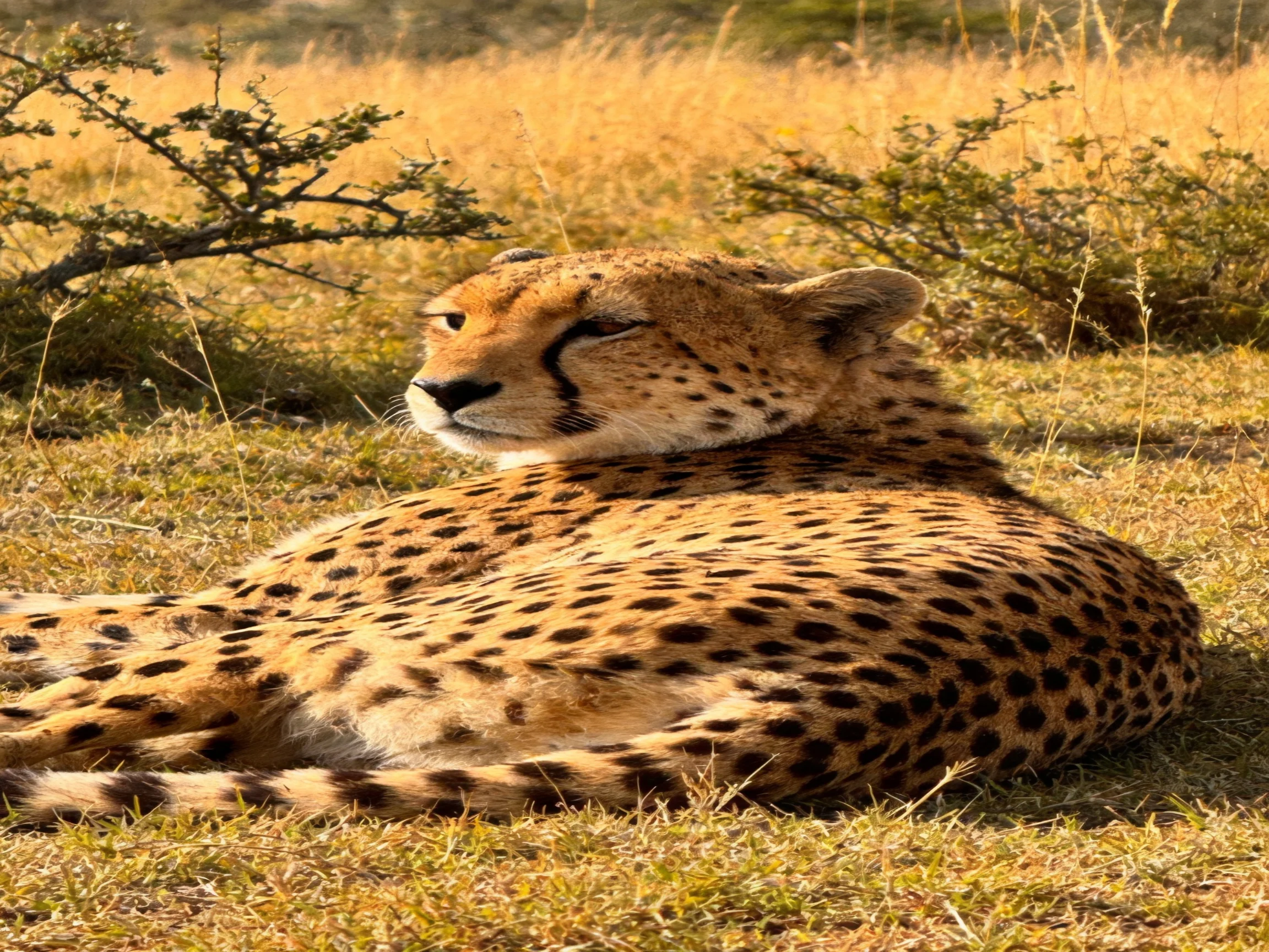 A cheetah with black spots rests on golden savannah grass