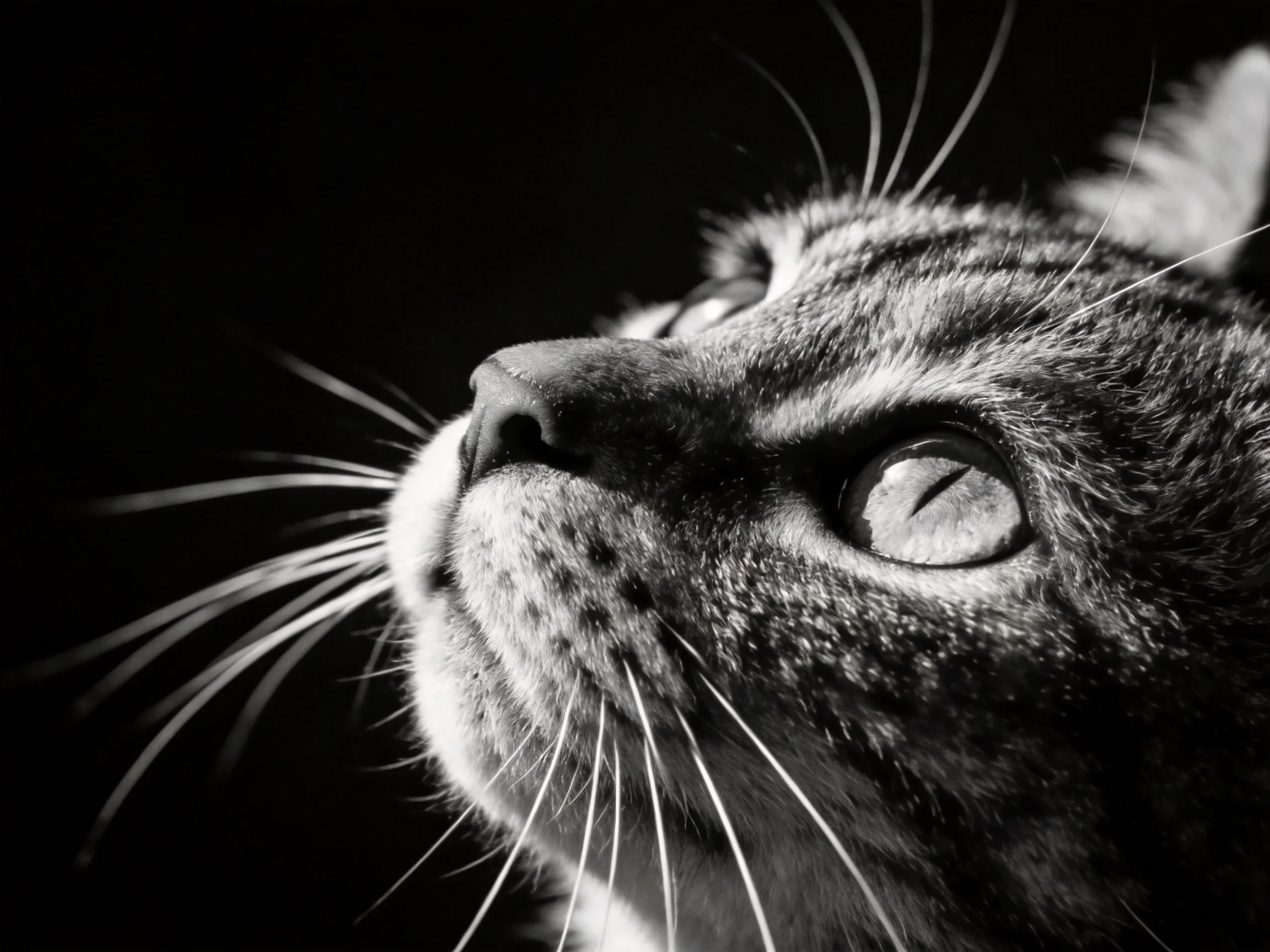 A black - and - white close - up shows a curious tabby cat gazing upward.