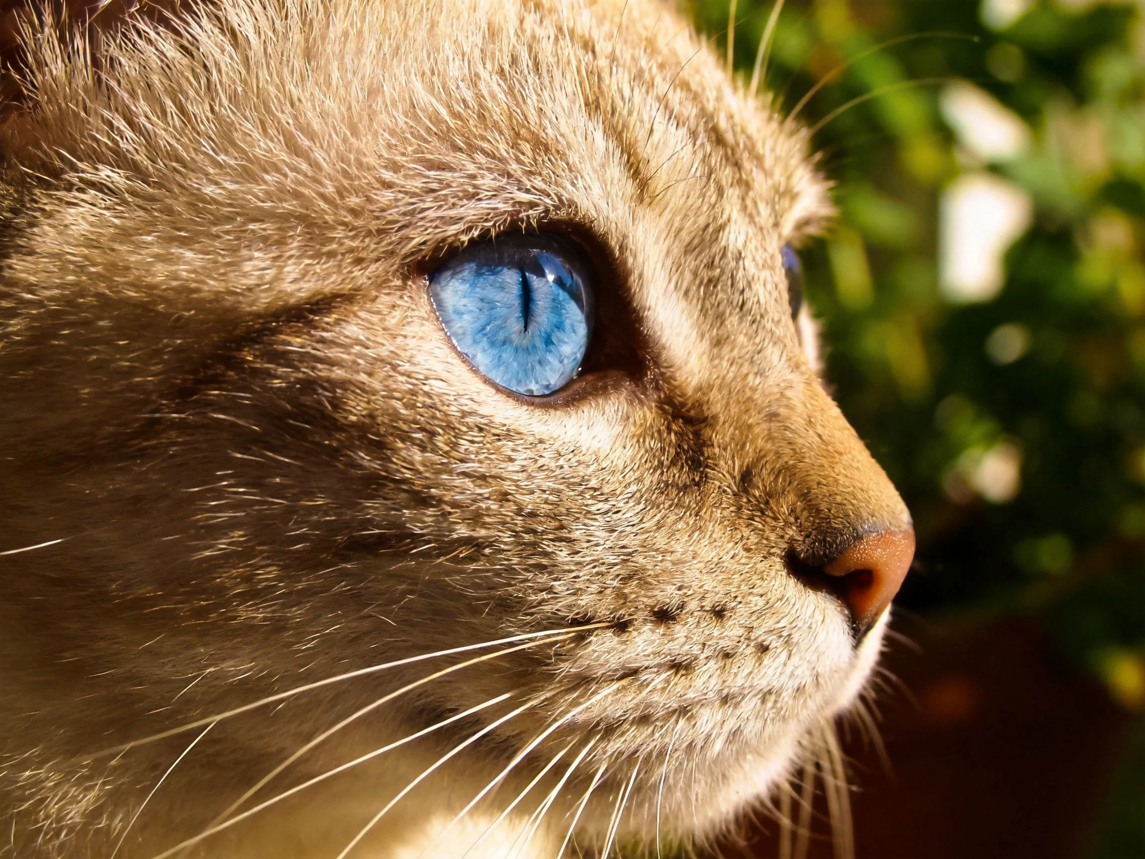 A Siamese cat with vibrant blue eyes is shown in profile.