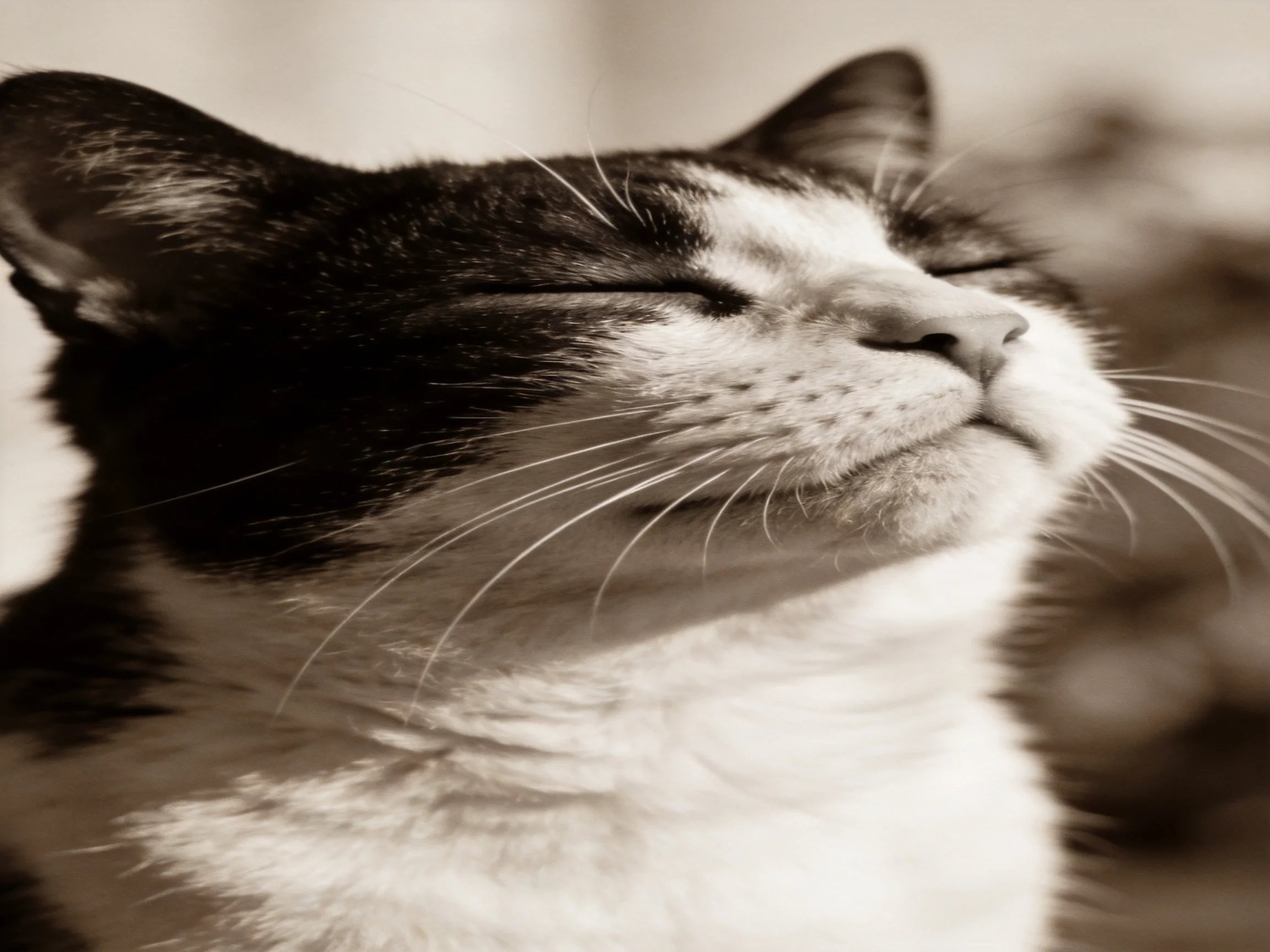 A black - and - white cat with closed eyes appears tranquil in a close - up.