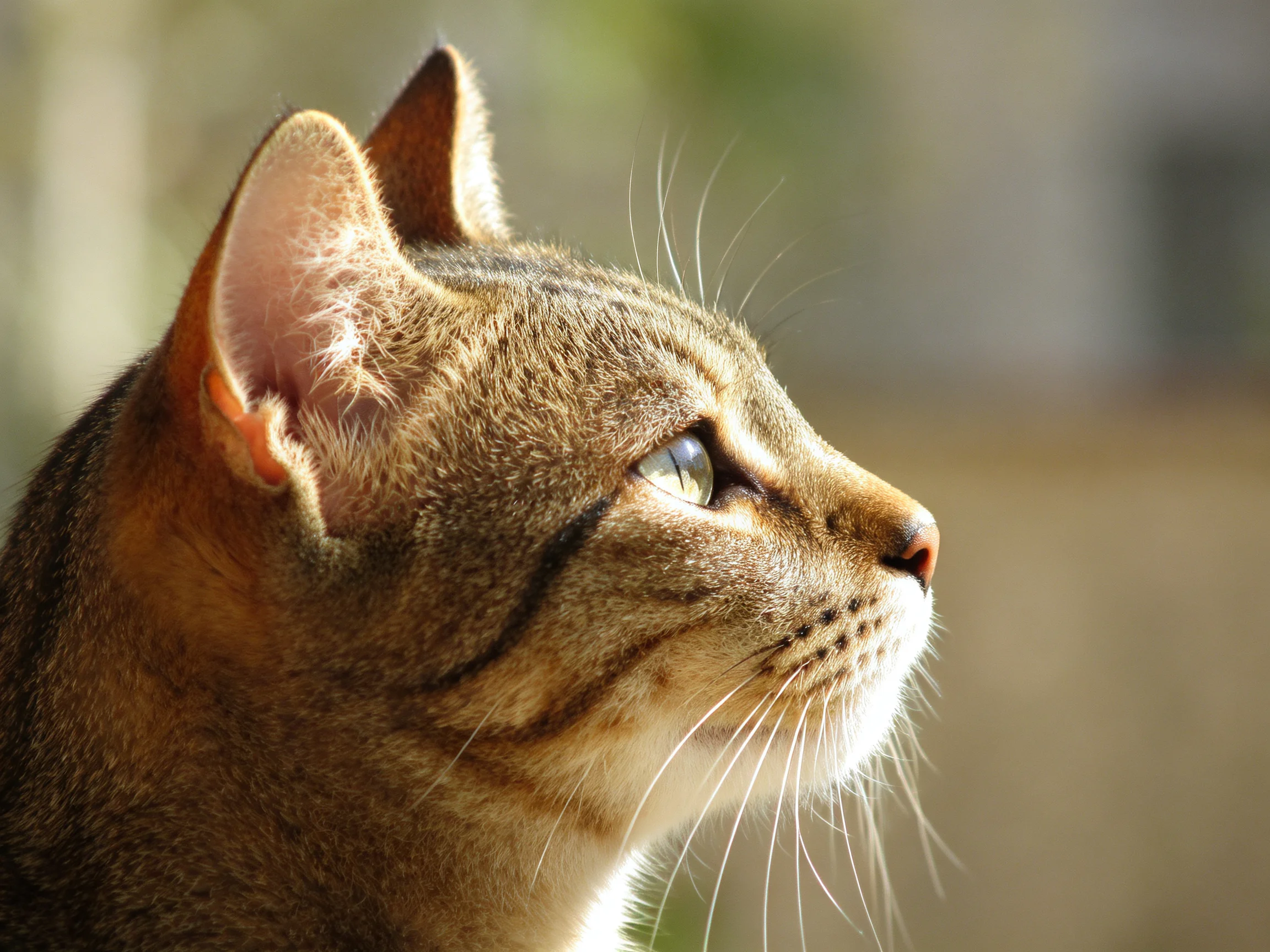 A close - up of a brown tabby cat gazing toward soft natural light