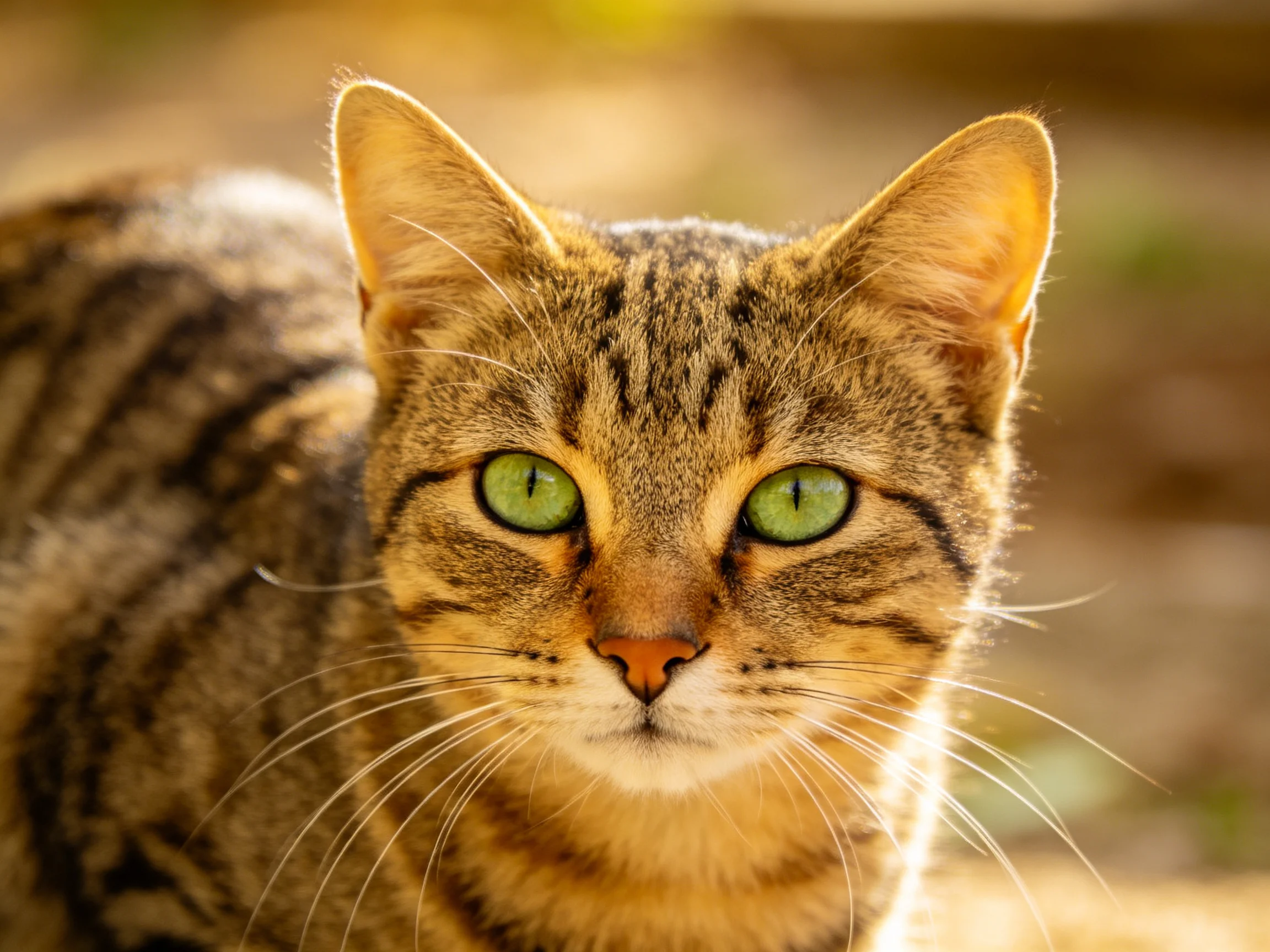 A brown tabby cat with bright green eyes looks directly at the camera.