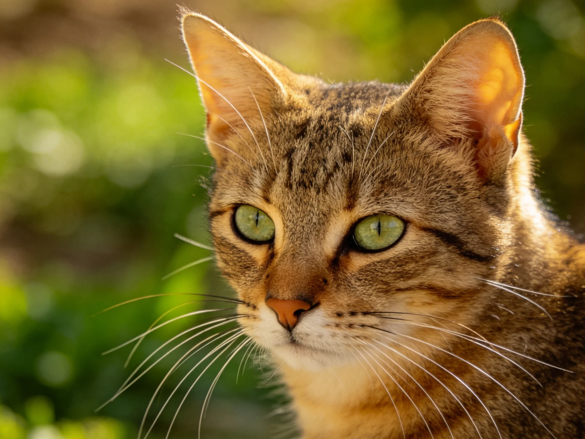 A brown tabby cat with green eyes is photographed up close in an outdoor setting.