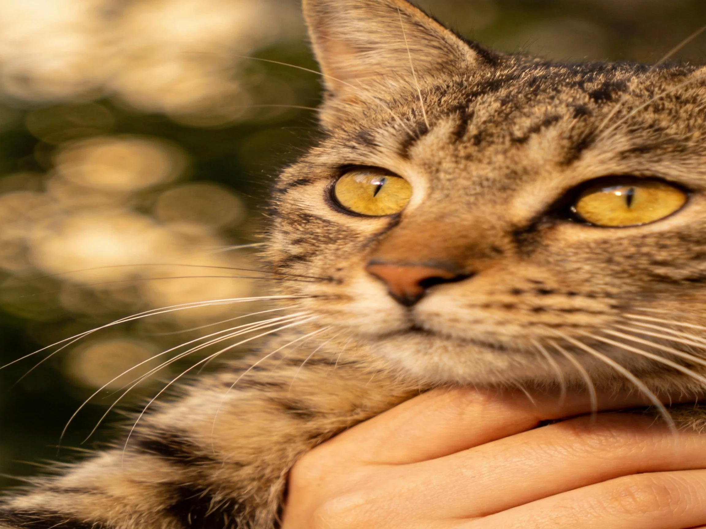 A brown tabby cat with bright yellow eyes is held, with a blurred natural backdrop.