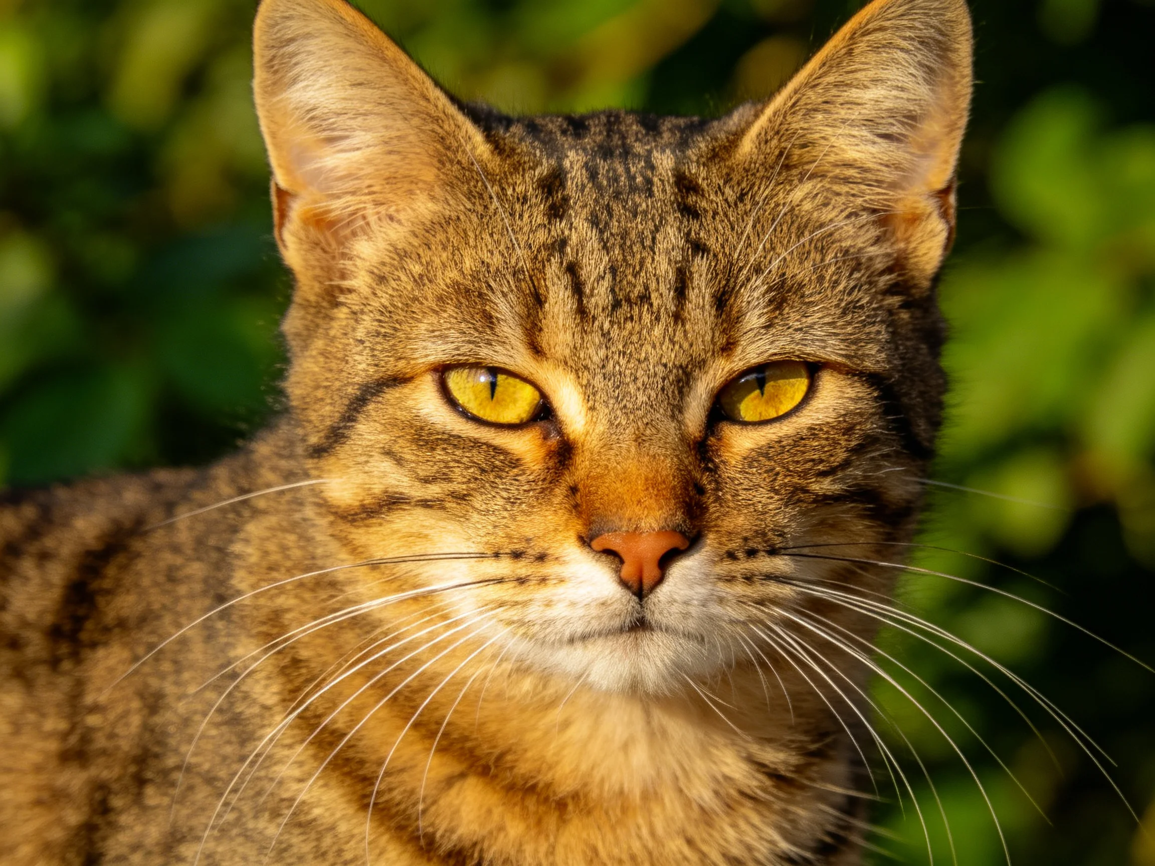 A close - up of a brown tabby cat with bright yellow eyes amid green foliage