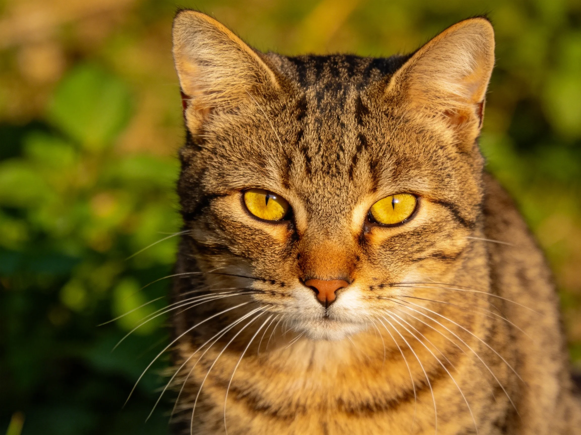 A brown tabby cat with yellow eyes rests near green vegetation.
