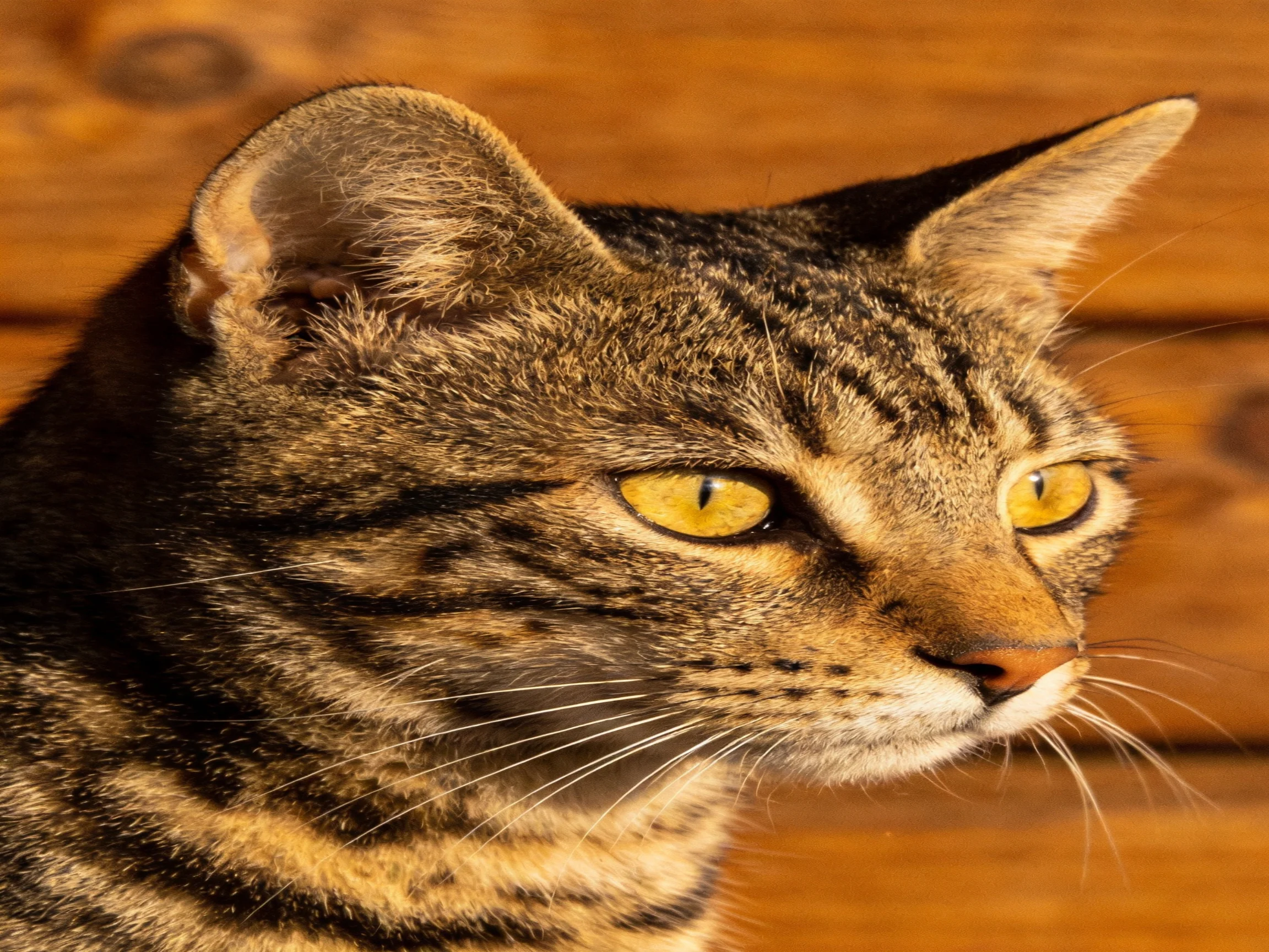 A brown tabby cat with bright yellow eyes is positioned near wooden planks.