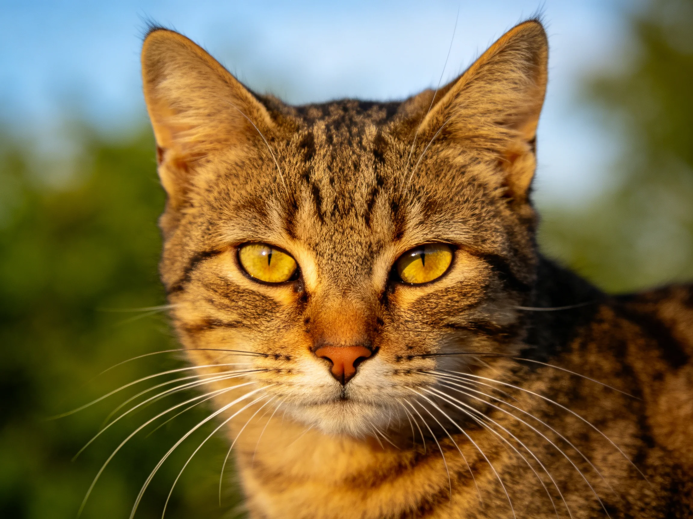 A close - up of a brown tabby cat with bright yellow eyes in nature