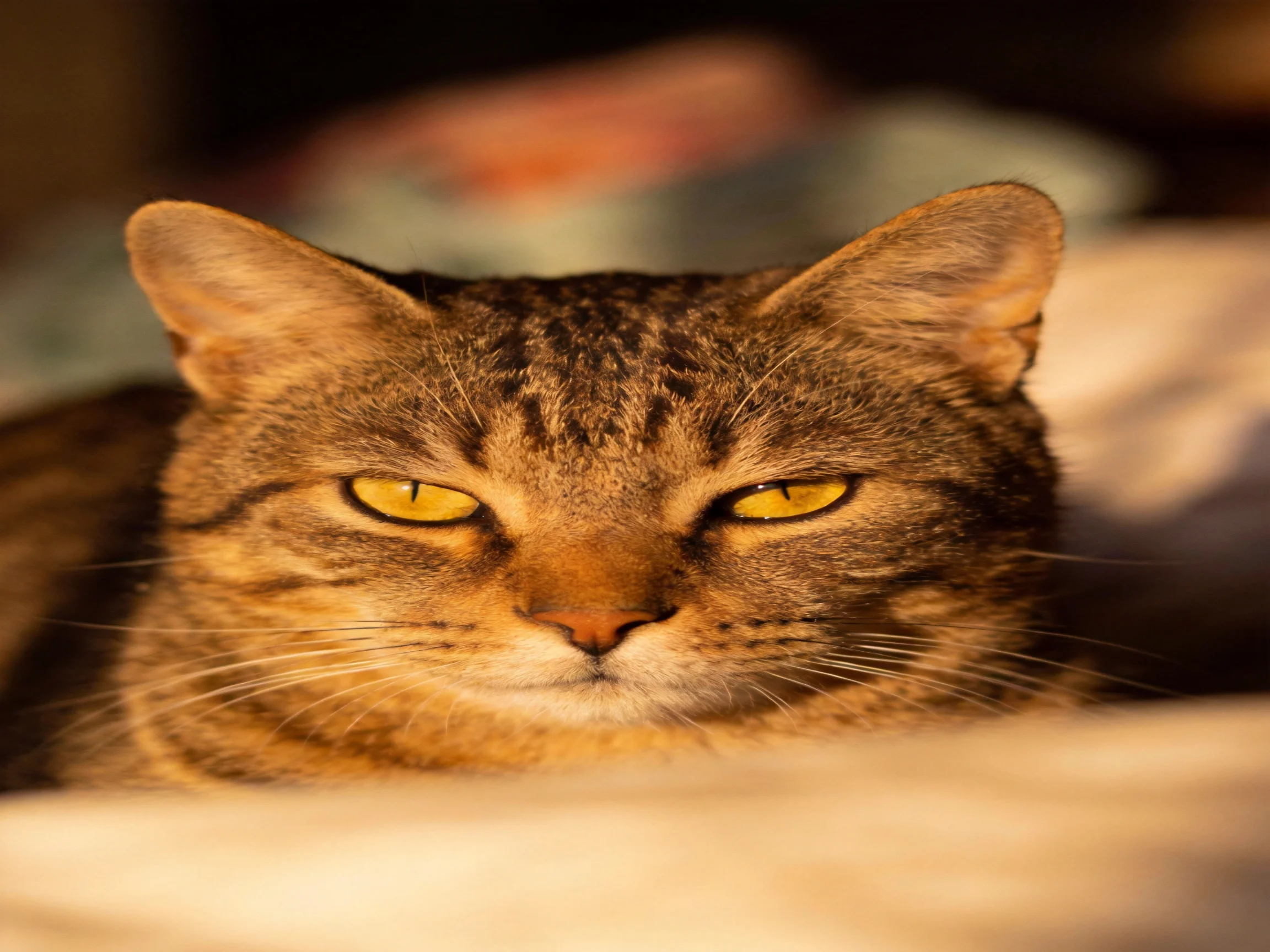 A brown tabby cat with yellow eyes rests indoors amid soft lighting.