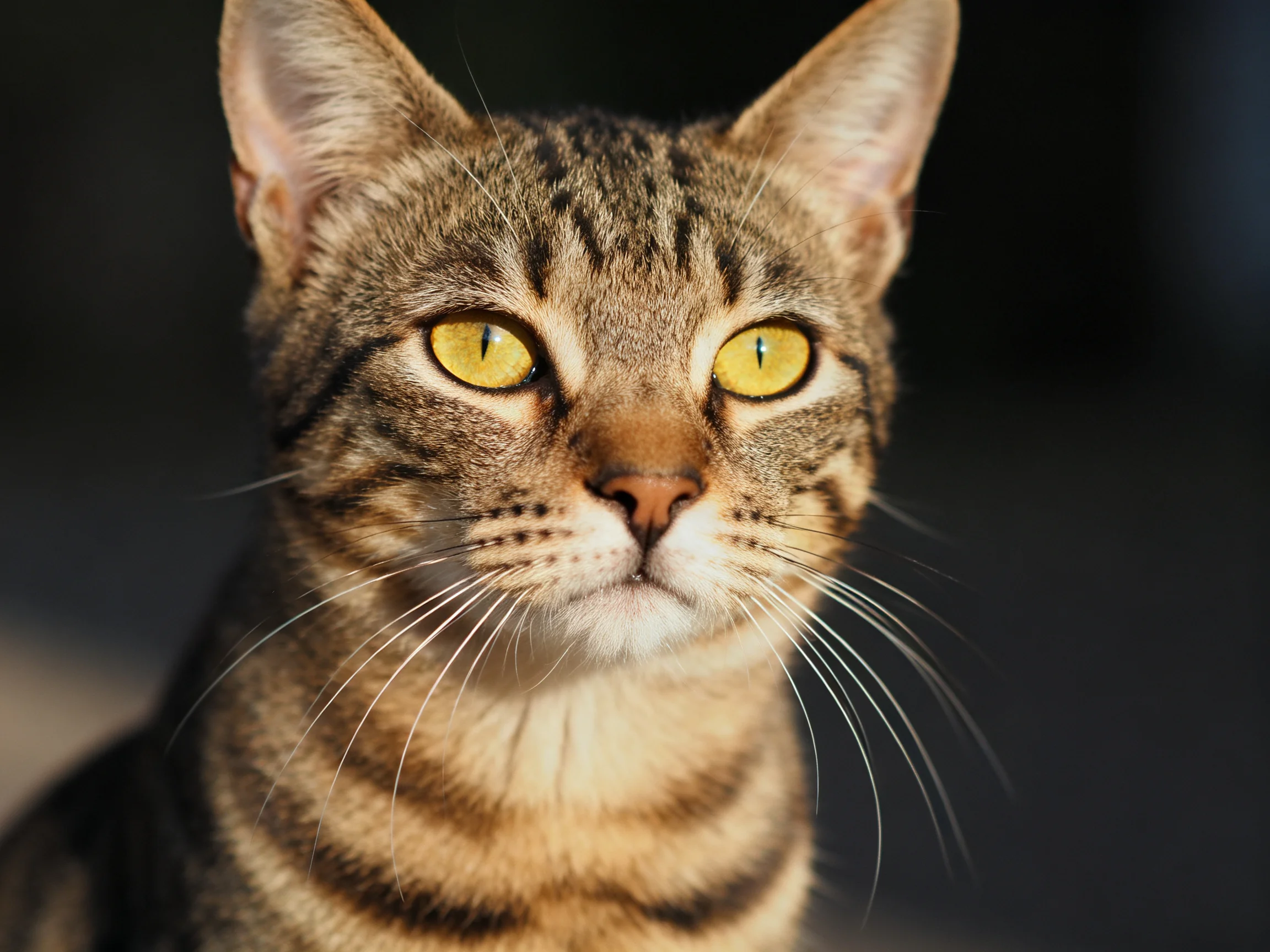 A brown tabby cat with bright yellow eyes is captured in a close - up photograph.