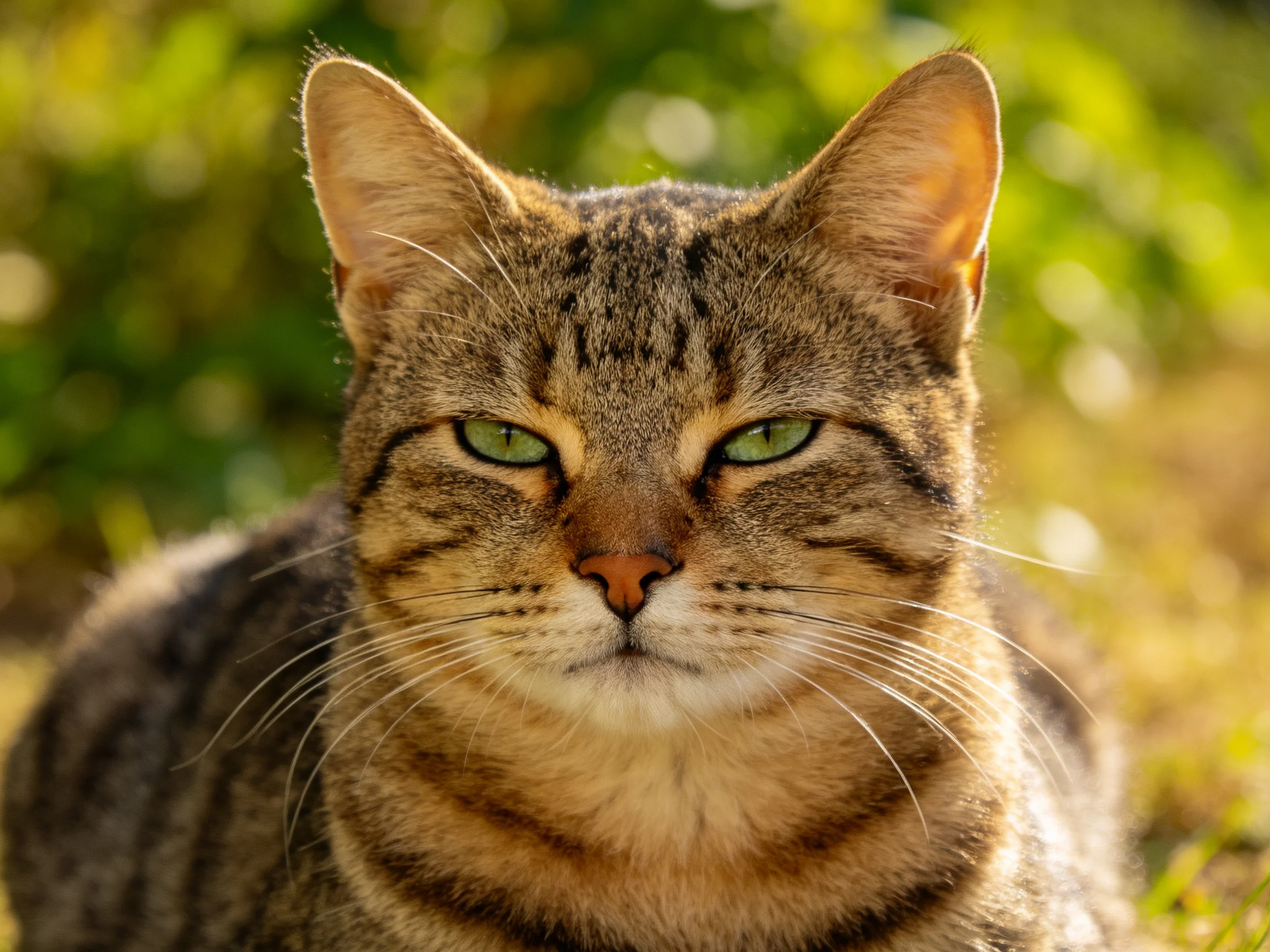 A close - up of a brown tabby cat with green eyes in a sunlit outdoor setting