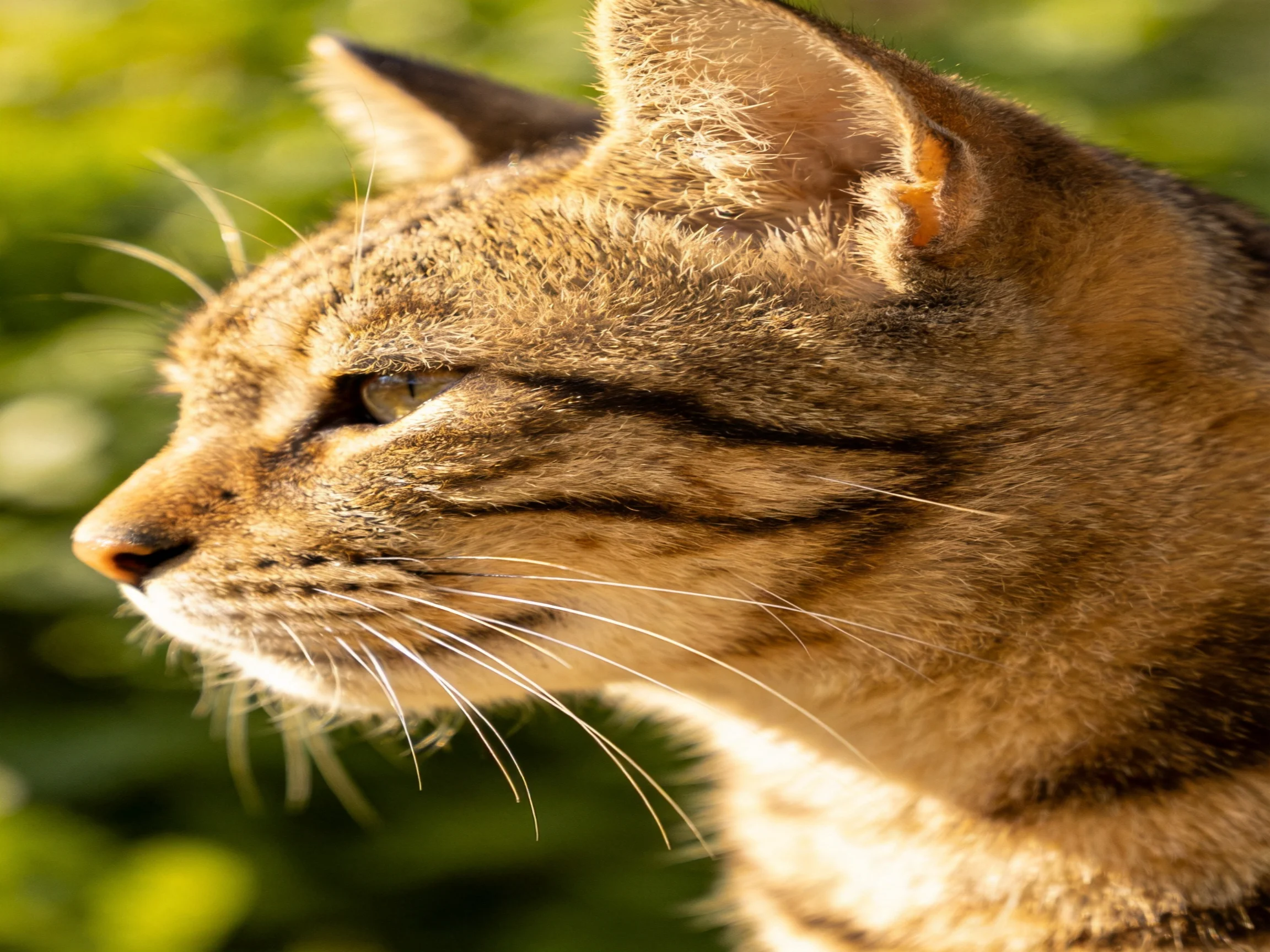A brown tabby cat gazes calmly amid greenery.