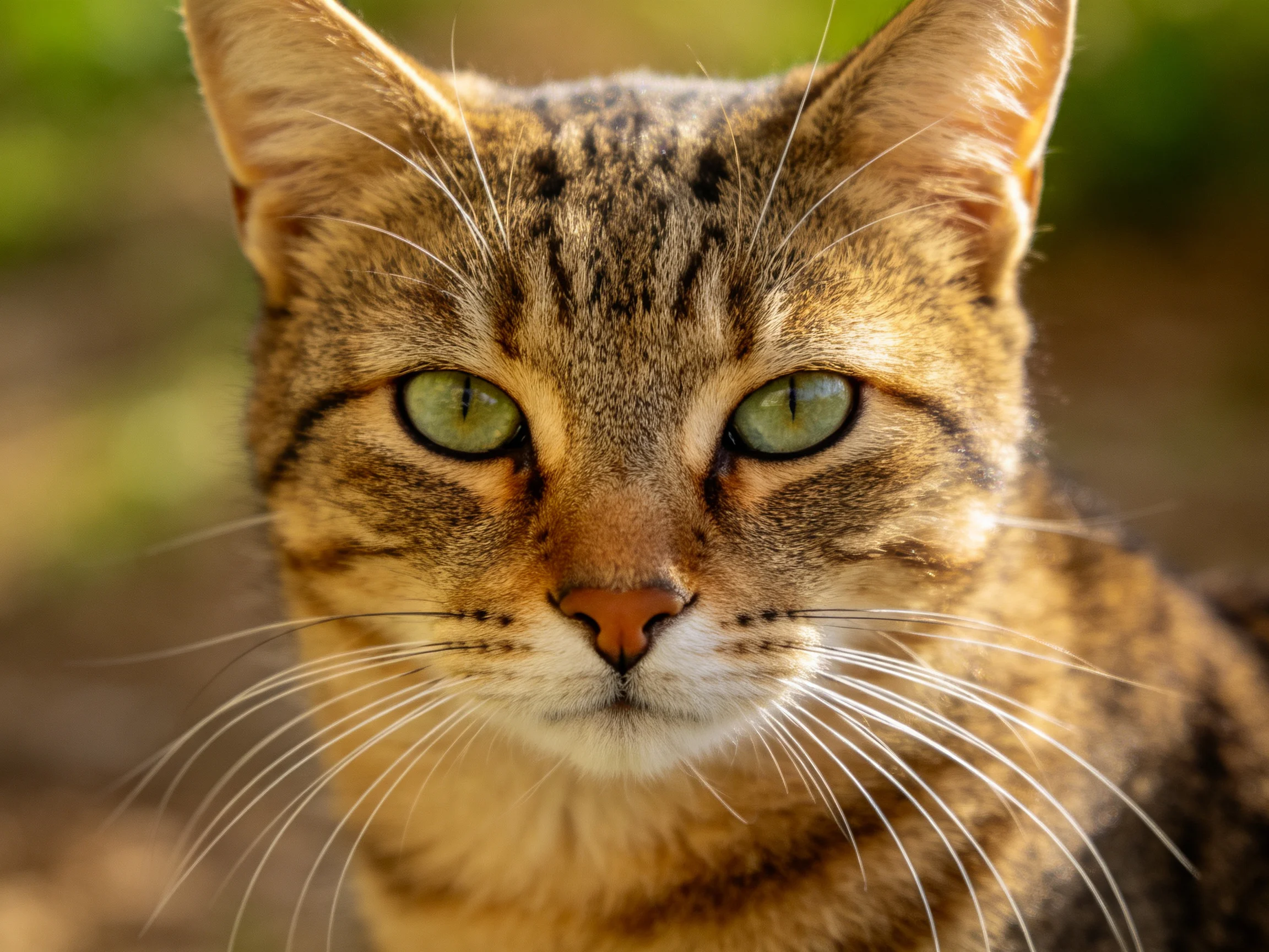 A close - up of a brown tabby cat with striking green eyes