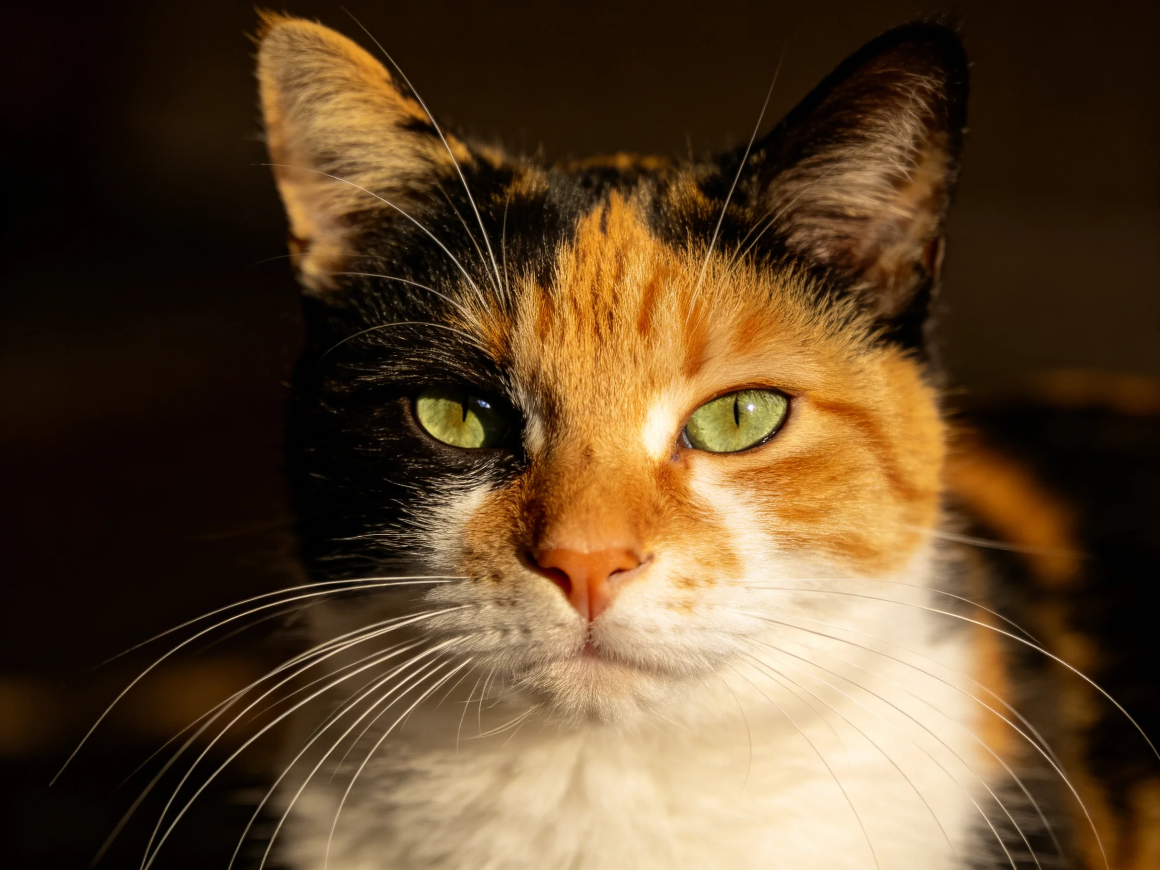 A calico cat with green eyes is photographed closely.