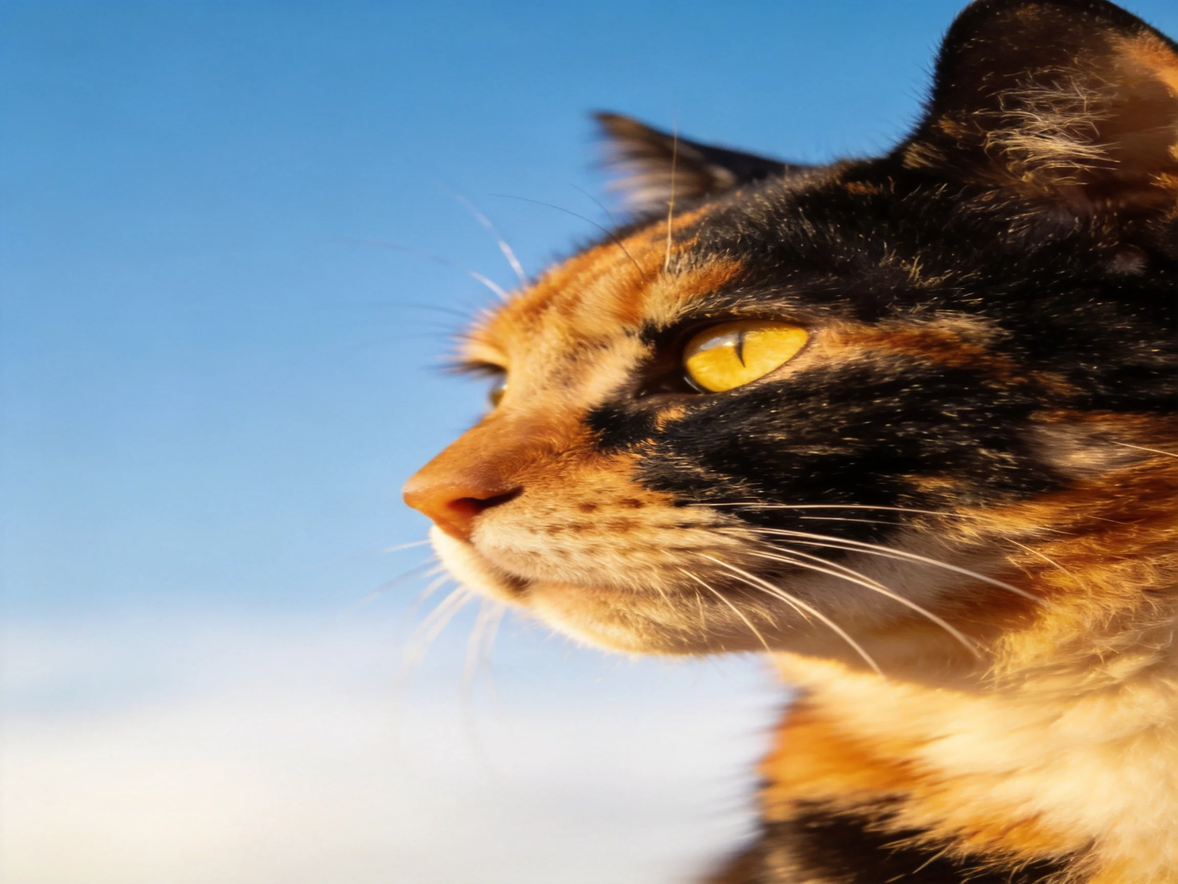 A close - up of a calico cat with multicolored fur near a clear blue sky