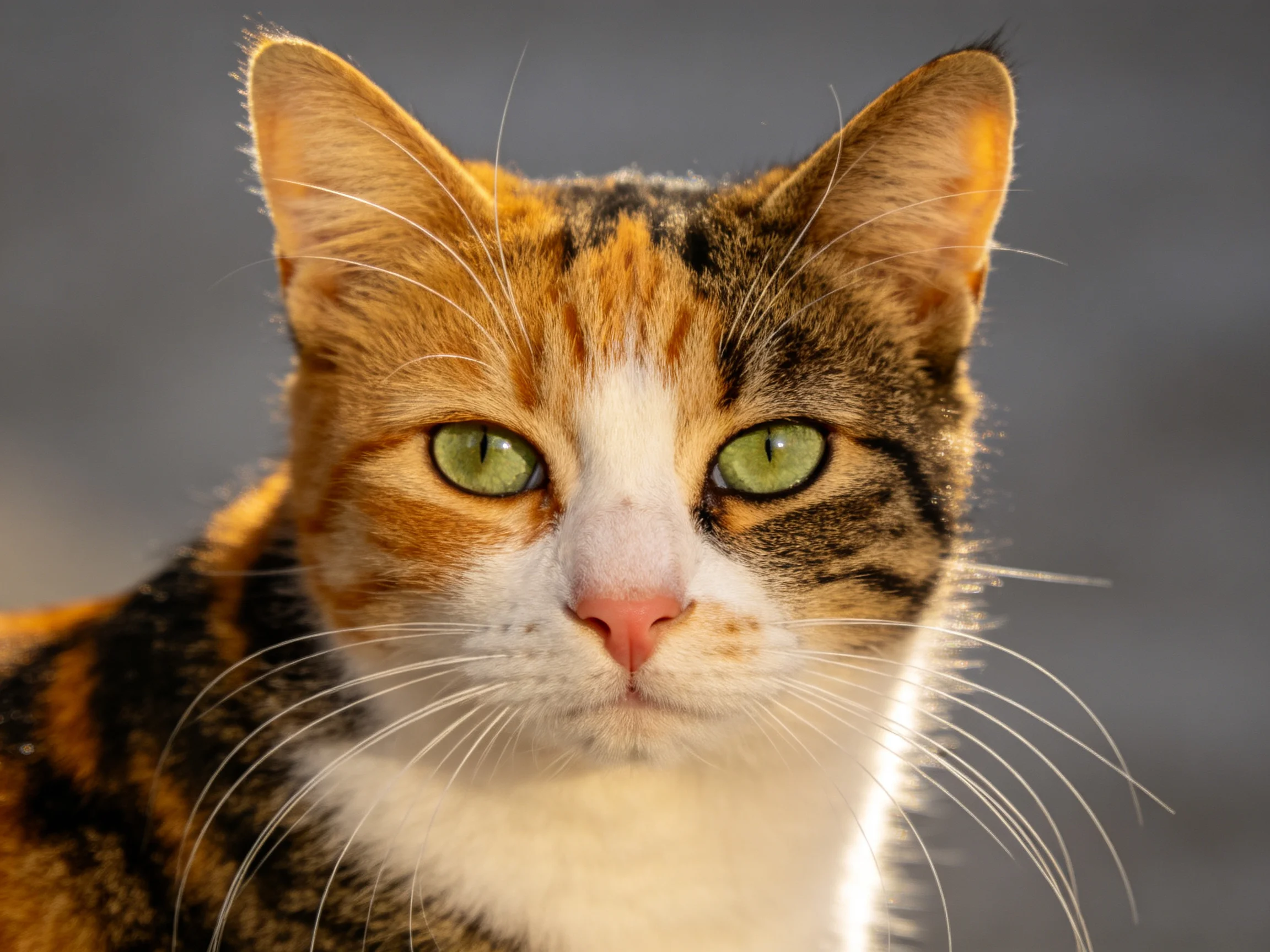 A calico cat with orange, black, and white fur looks directly into the camera.