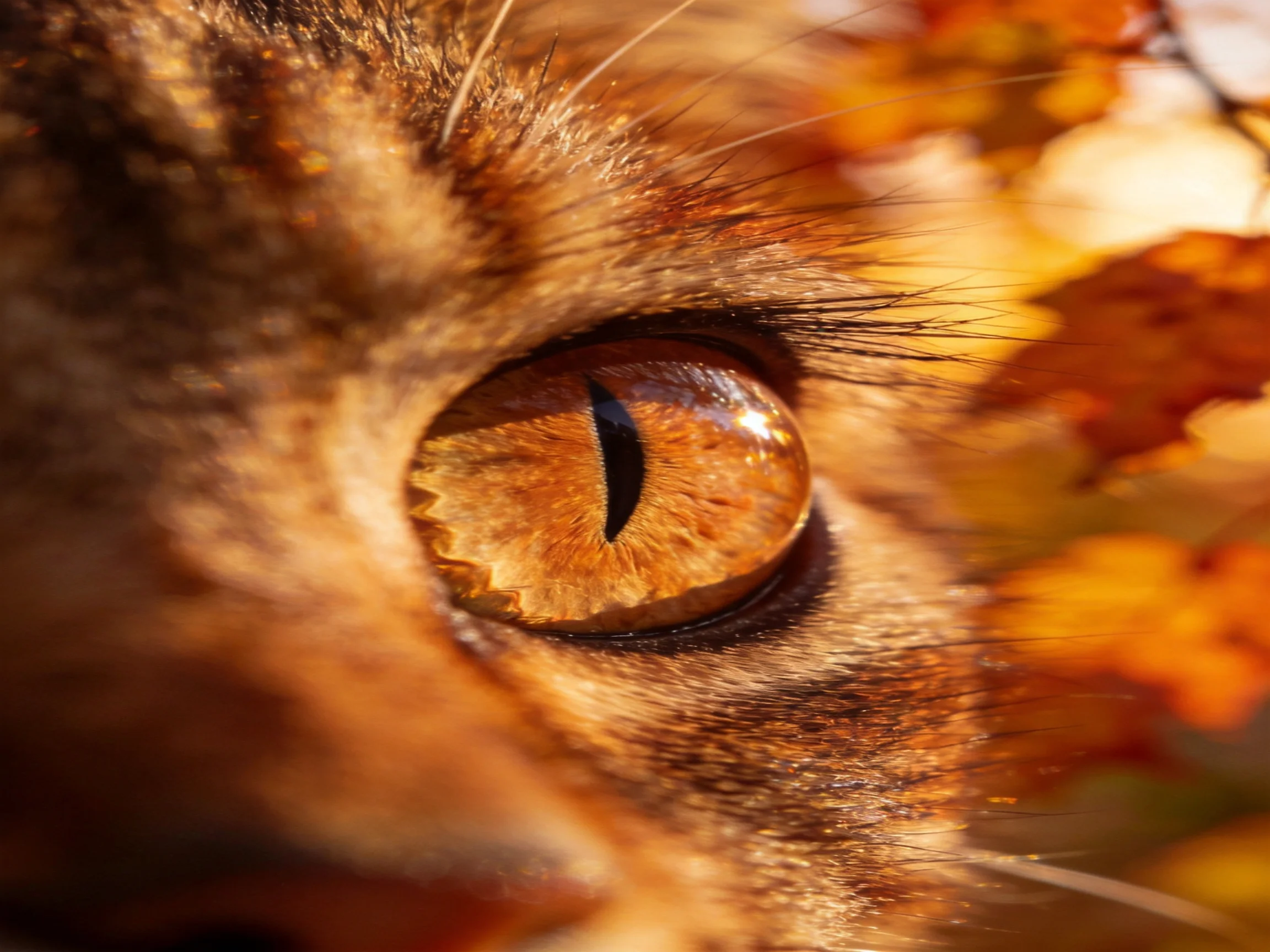 A close - up of a cats amber eye amid golden autumn foliage