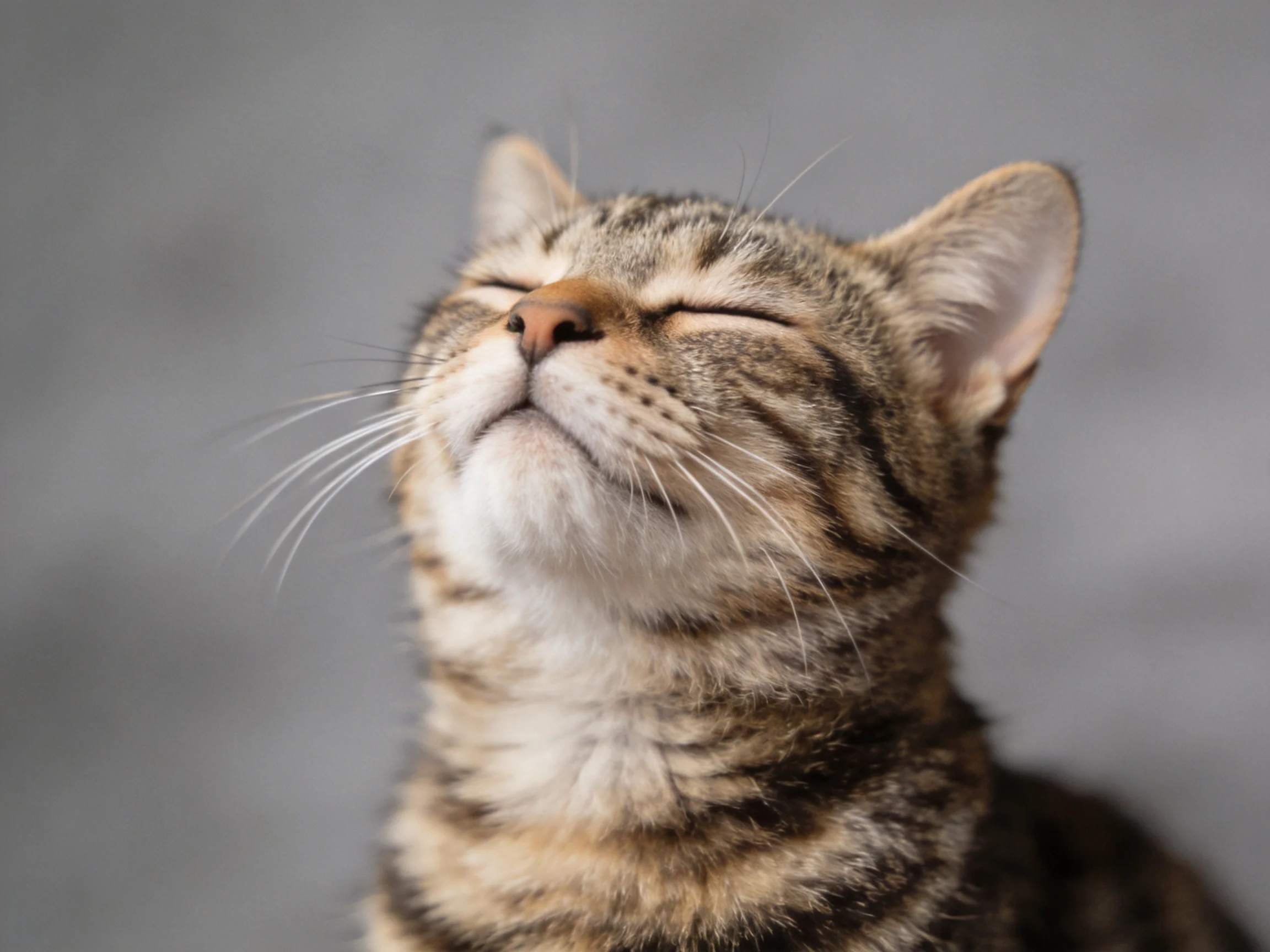 A close - up of a content tabby cat with closed eyes on a plain gray background