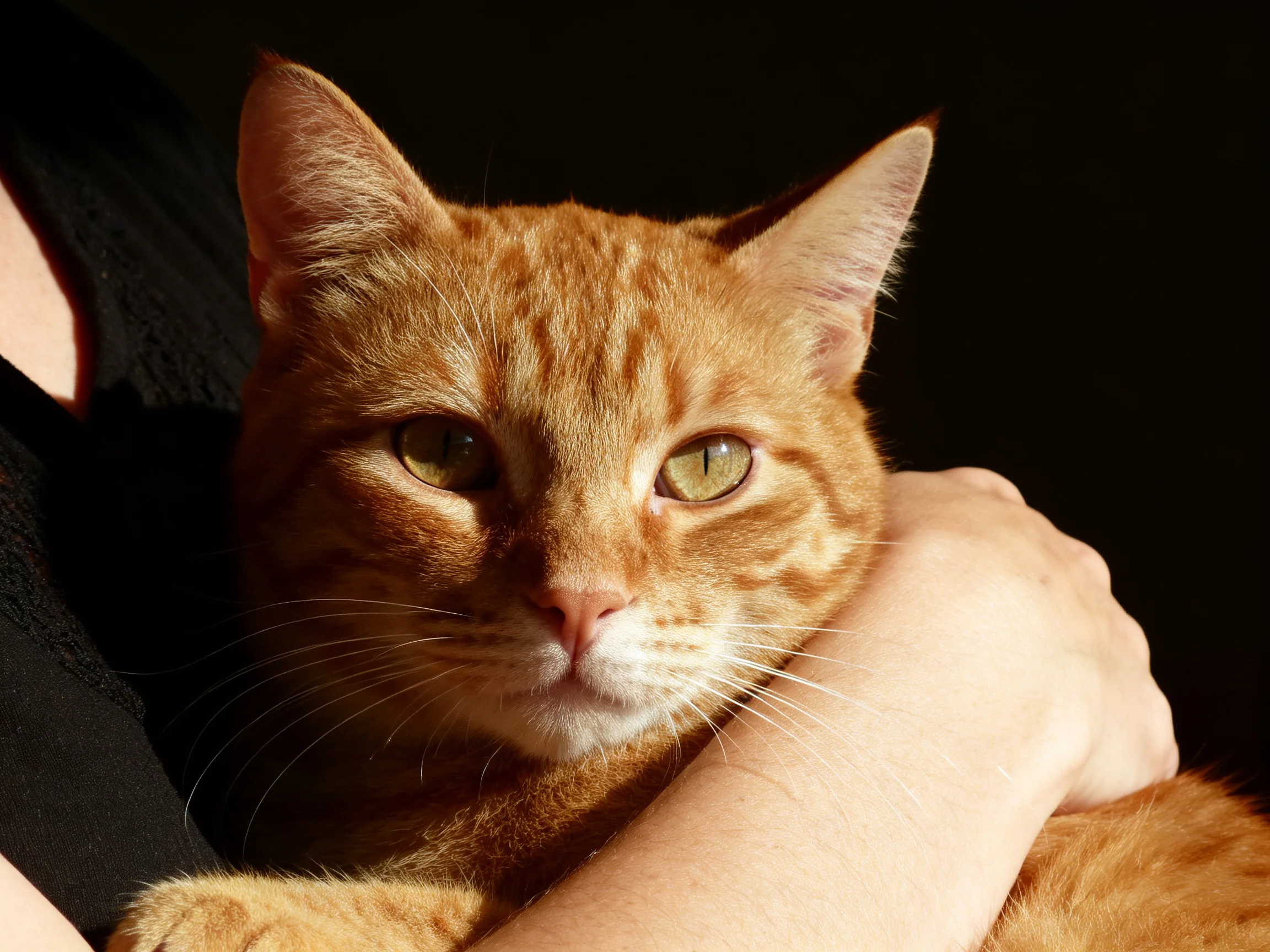 A close - up of a ginger tabby cat being held by someone against a dark background