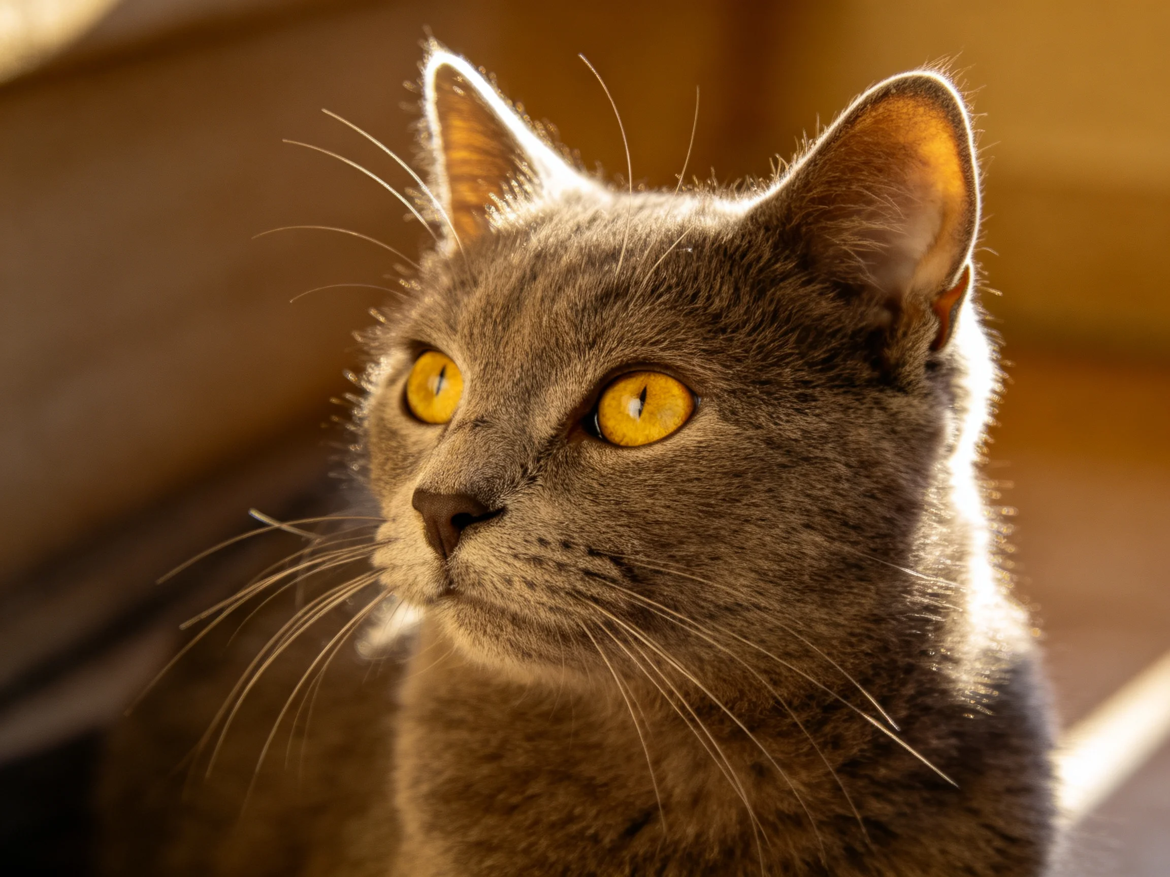 A gray cat with bright yellow eyes is shown in warm lighting.