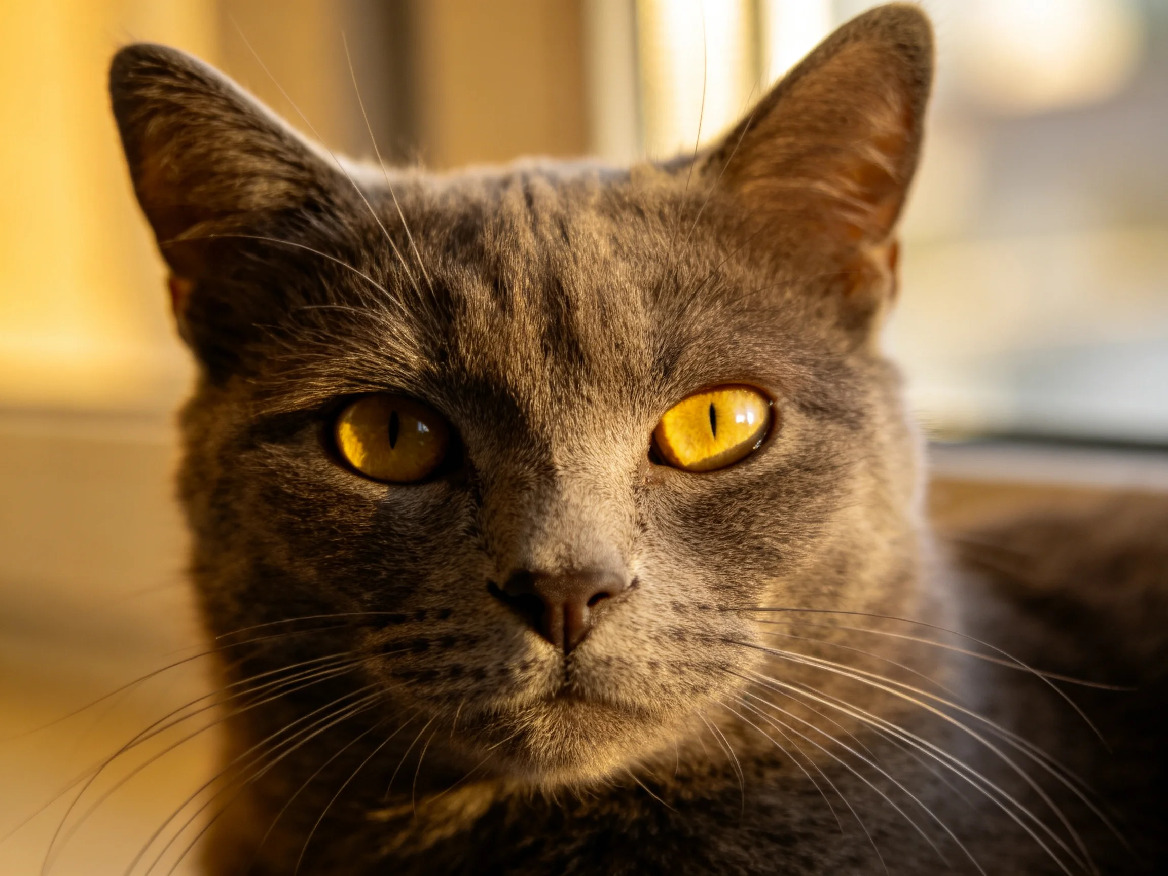 A gray cat with striking yellow eyes sits near a window.