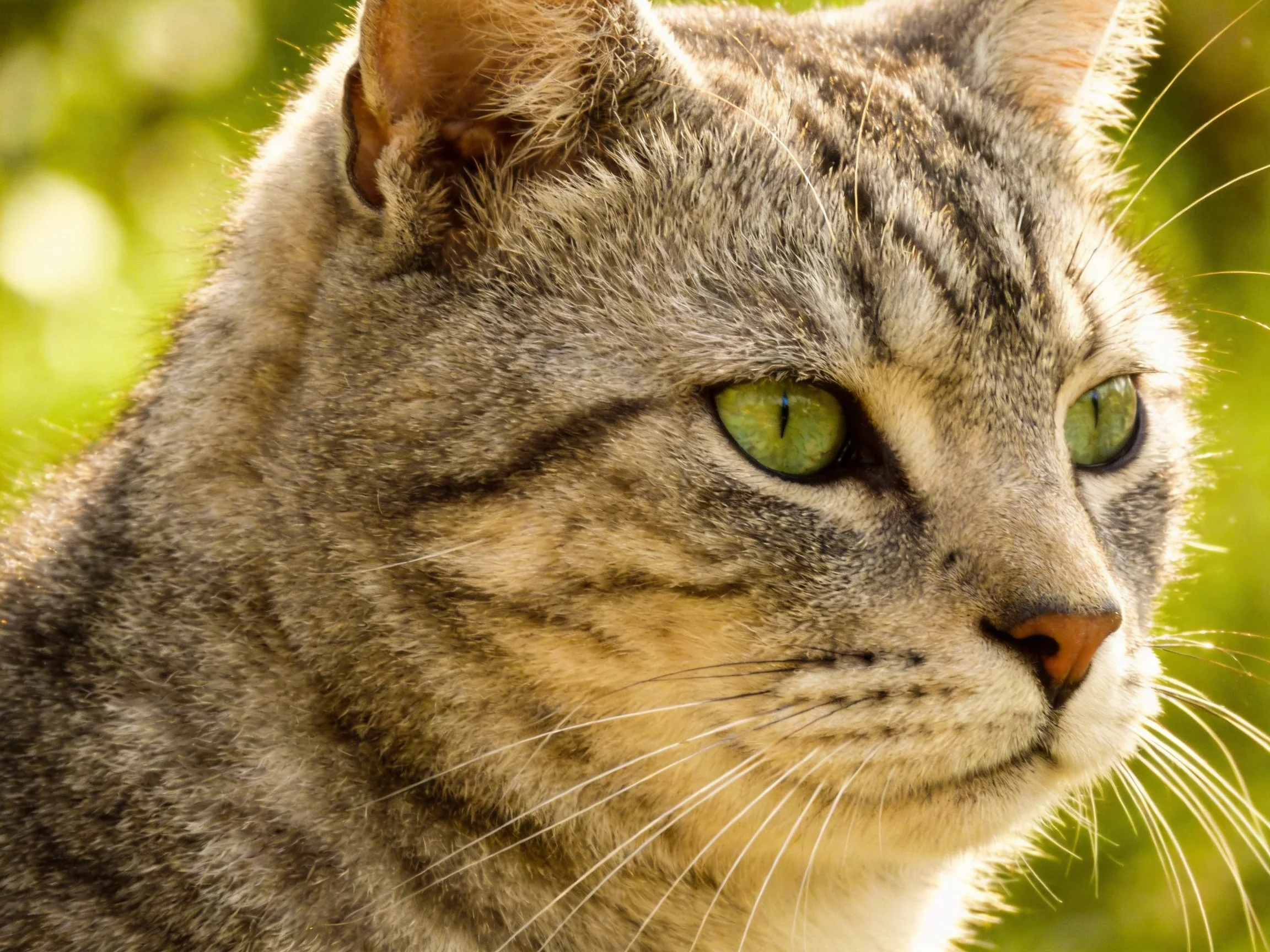 A gray tabby cat with green eyes gazes outdoors