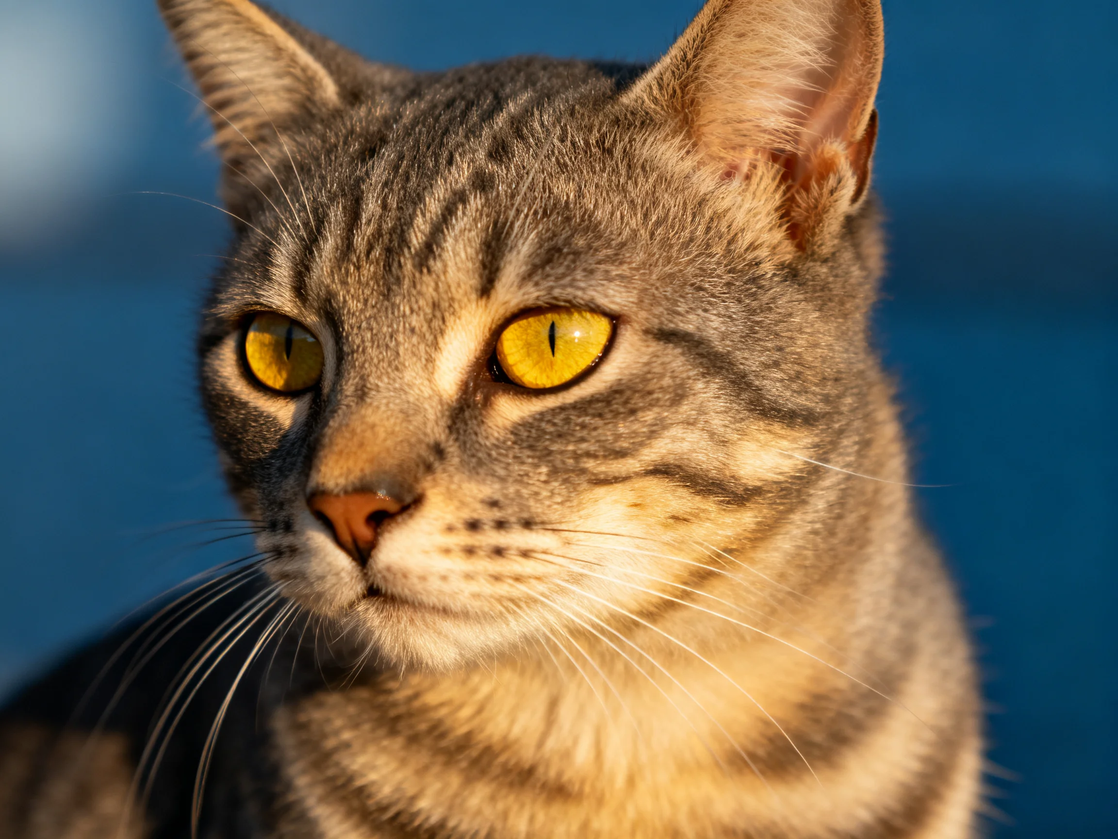 A close - up of a gray tabby cat with bright yellow eyes against a blue backdrop