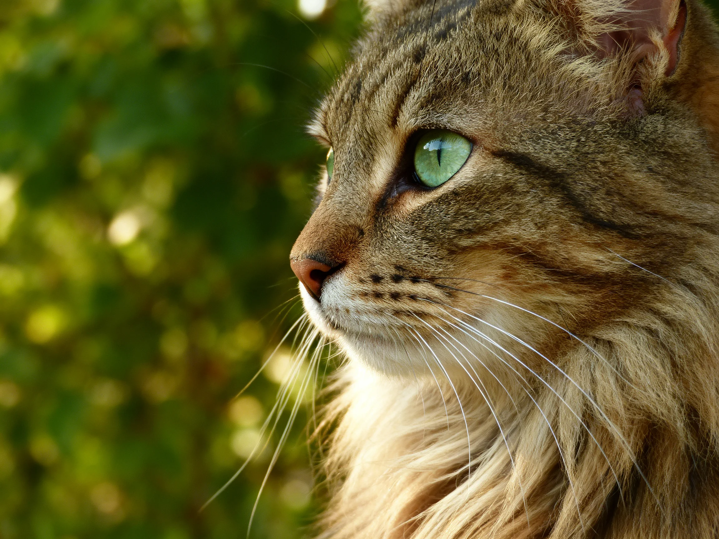 A close - up of a long - haired brown tabby cat with bright green eyes outdoors